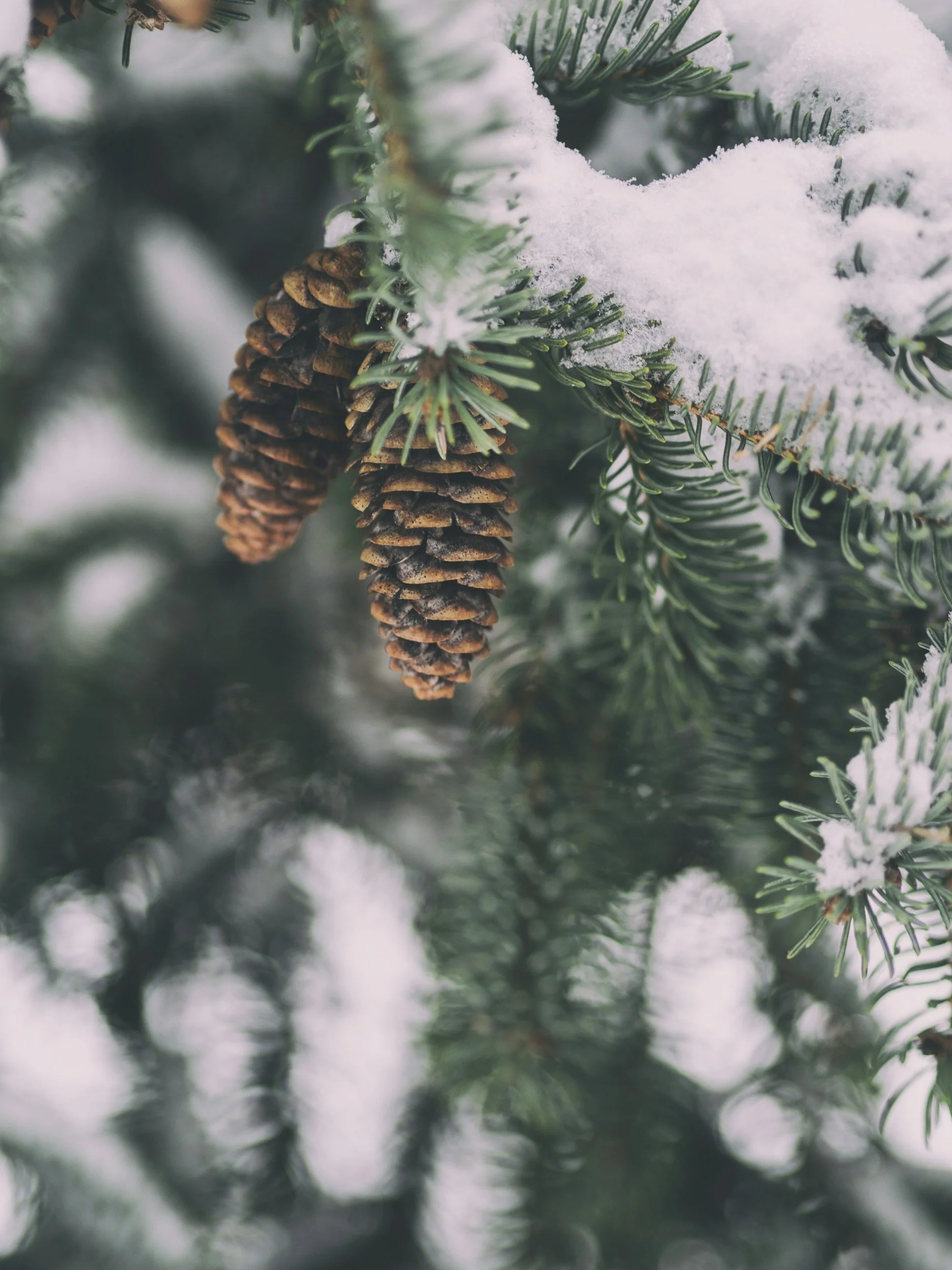 Winter Break - NO CLASSES
