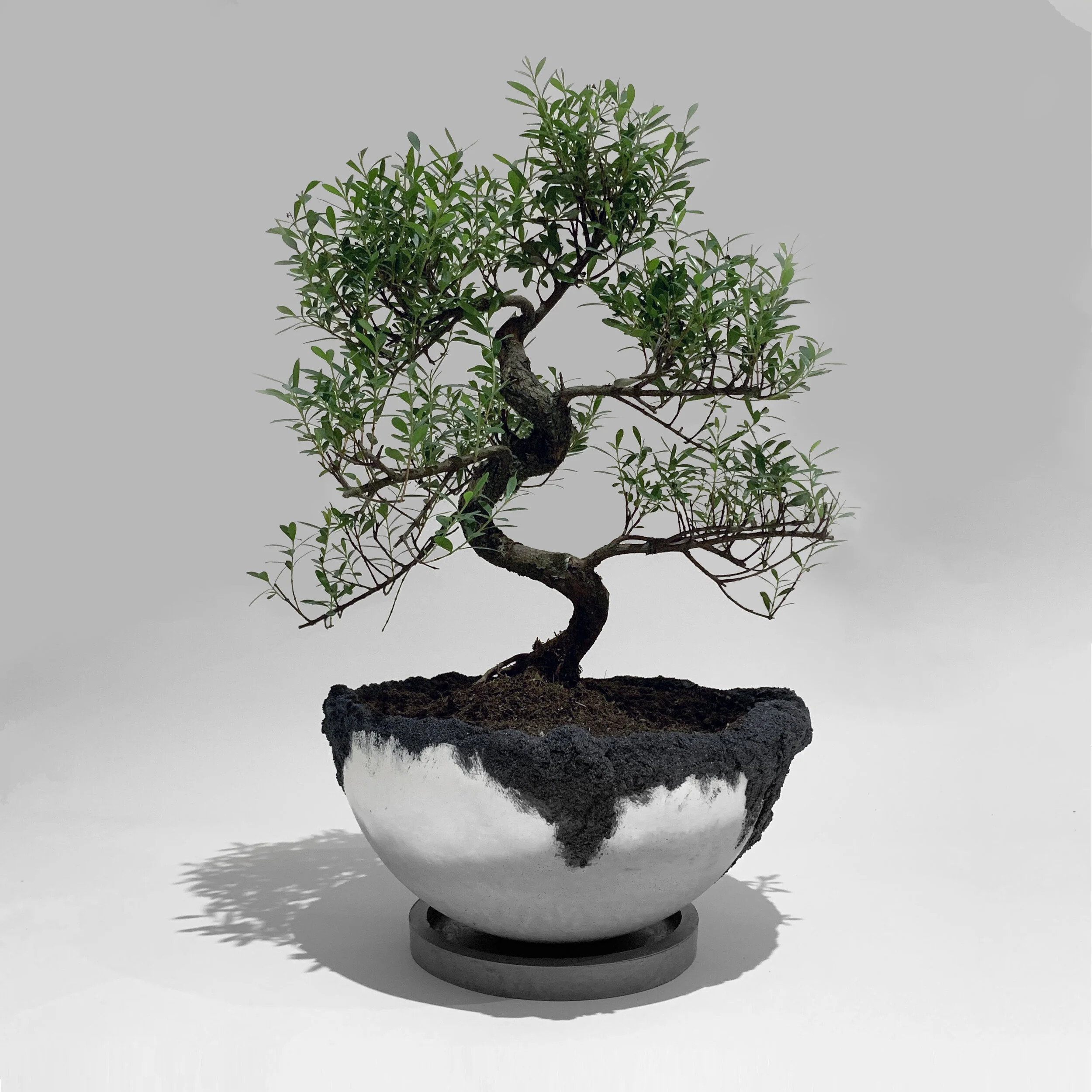 Roly-Poly Dancing Bosai Pot Large