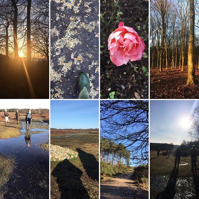 Christmas walkies in New Forest (Hampshire/Wiltshire) and Wendover Woods (Buckinghamshire) with family 🐕 Elsa &amp; Zola &amp; friends 🐕 Cheddar /
/
/
/
#walkies #newforest #wendoverwoods #chilternhills #rafhalton #buckinghamshire #sunset #muddy #r