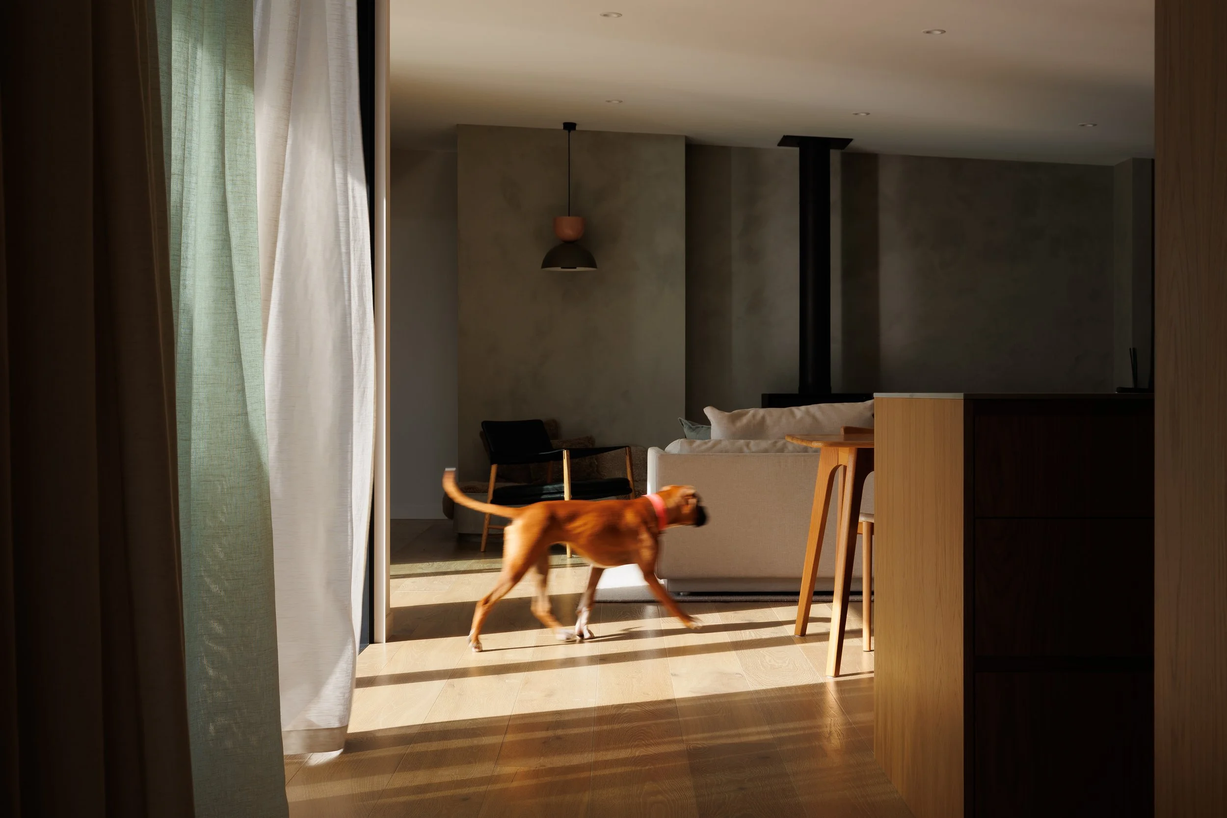 A living room seen through an open door with sunlight illuminating the floor. A blurred brown dog is walking across the wooden floor, and furniture including a beige sofa, wooden chairs, and a modern hanging lamp are visible inside.