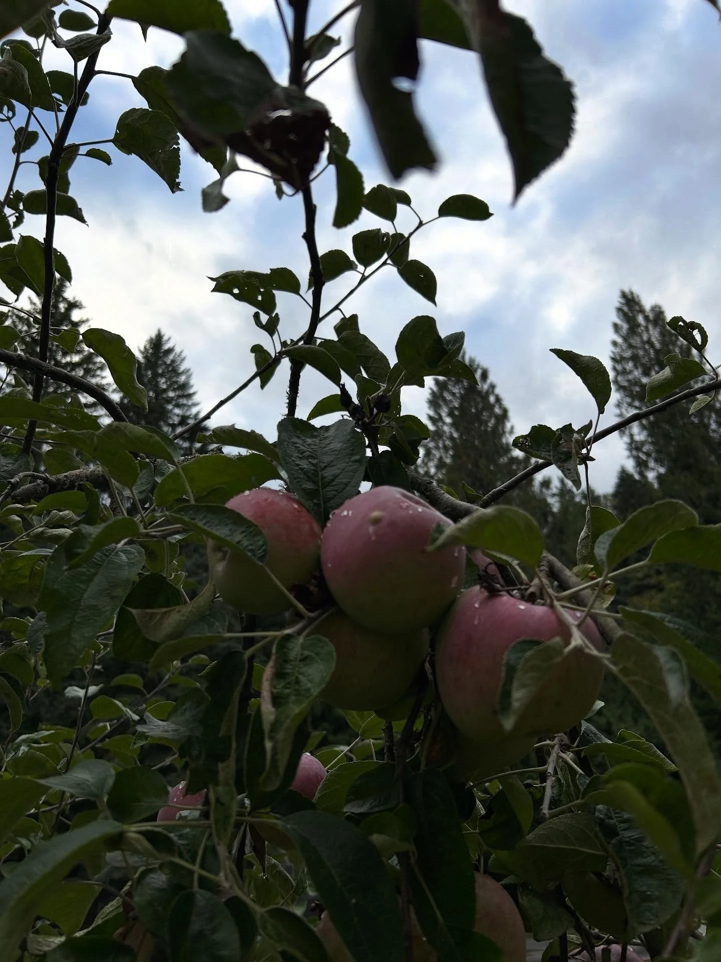 Apples are ripening, leaves are falling and changing, and the days are getting shorter. You know what that means&hellip;Fall has ARRIVED at Camp Gilead! Comment with an emoji for your favorite part of fall! 🍂🎃🍎🥧☔️🍲☕️ #seasonsofcamp