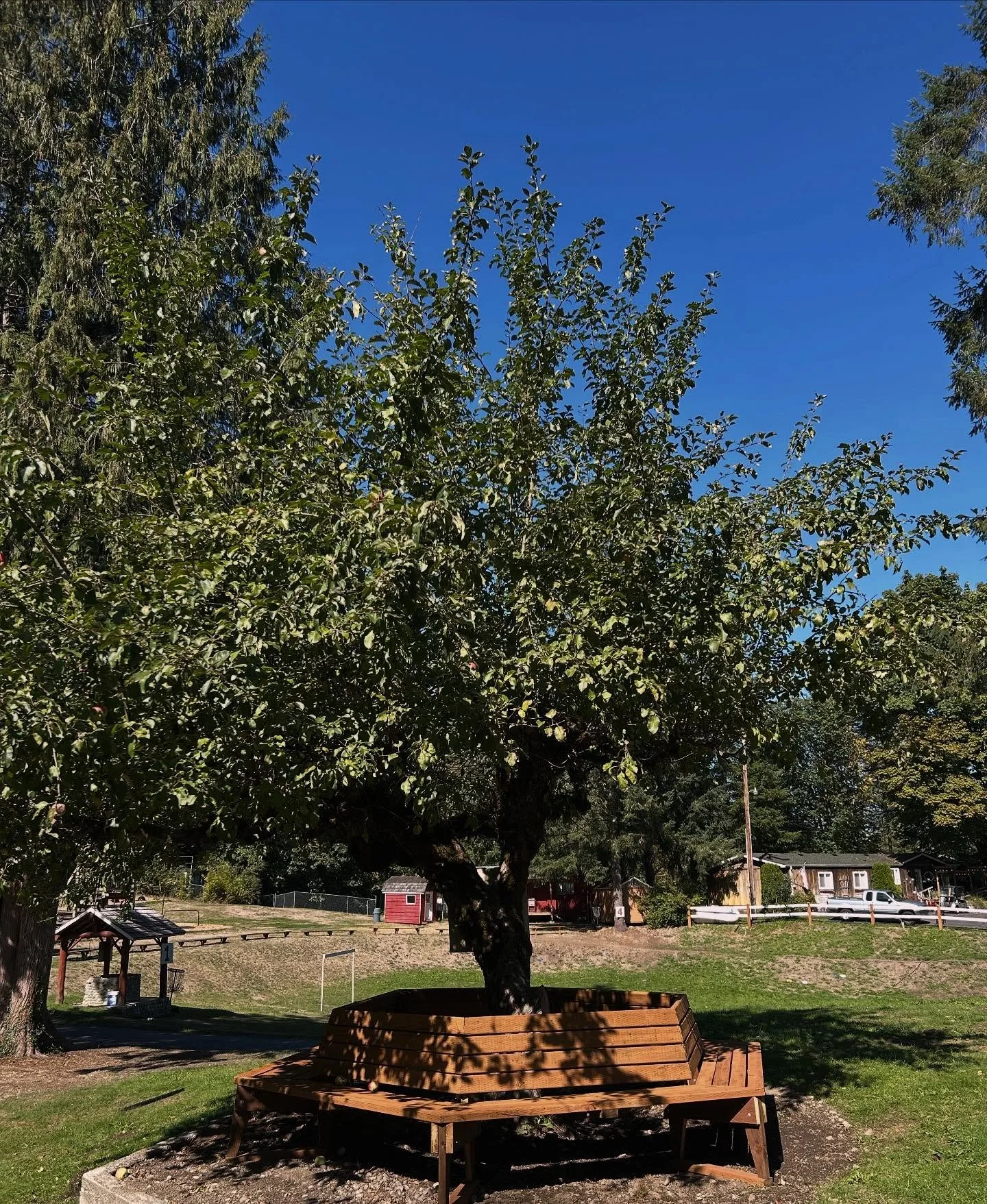 There&rsquo;s something new in this picture, can anyone spot it? 🧐 That&rsquo;s right&hellip;it&rsquo;s a BRAND NEW bench around one of our favorite apple trees made by Jack Moyer himself!!! Looking forward to it being used by campers and guests for