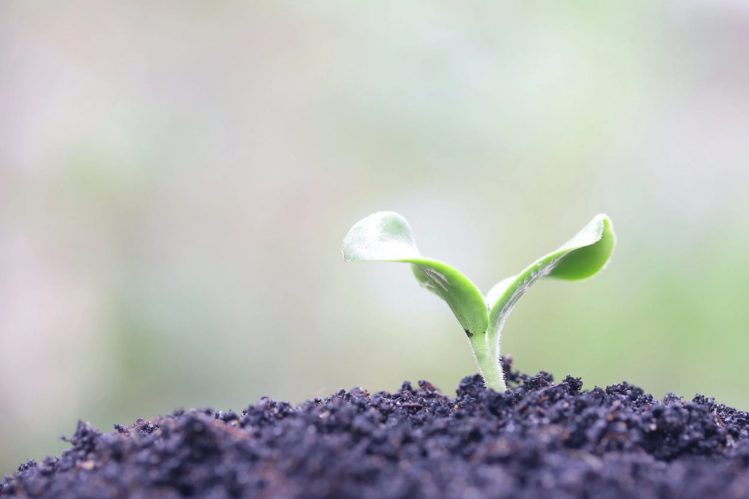 Melon planting