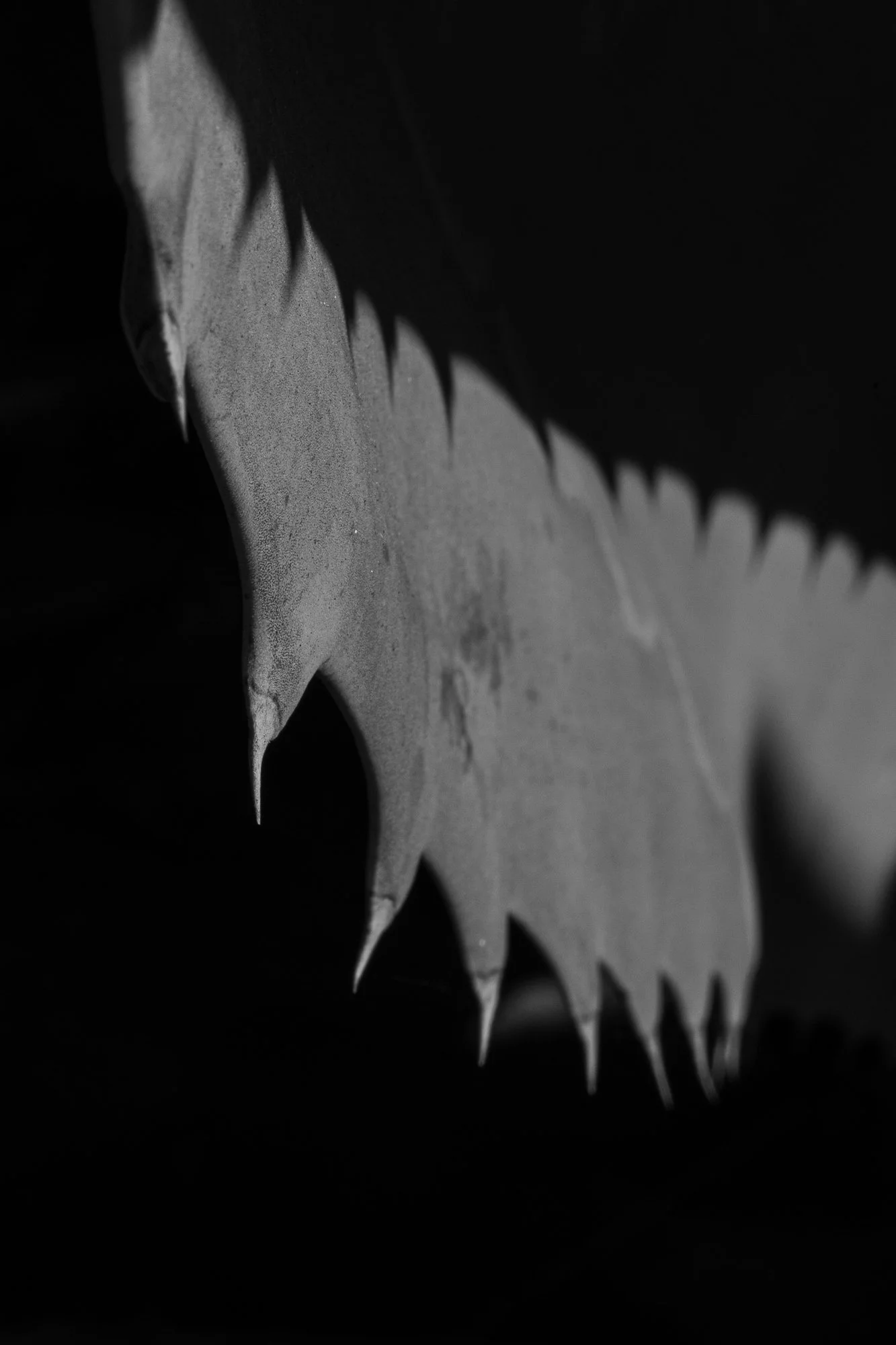 _DSC0005.jpg