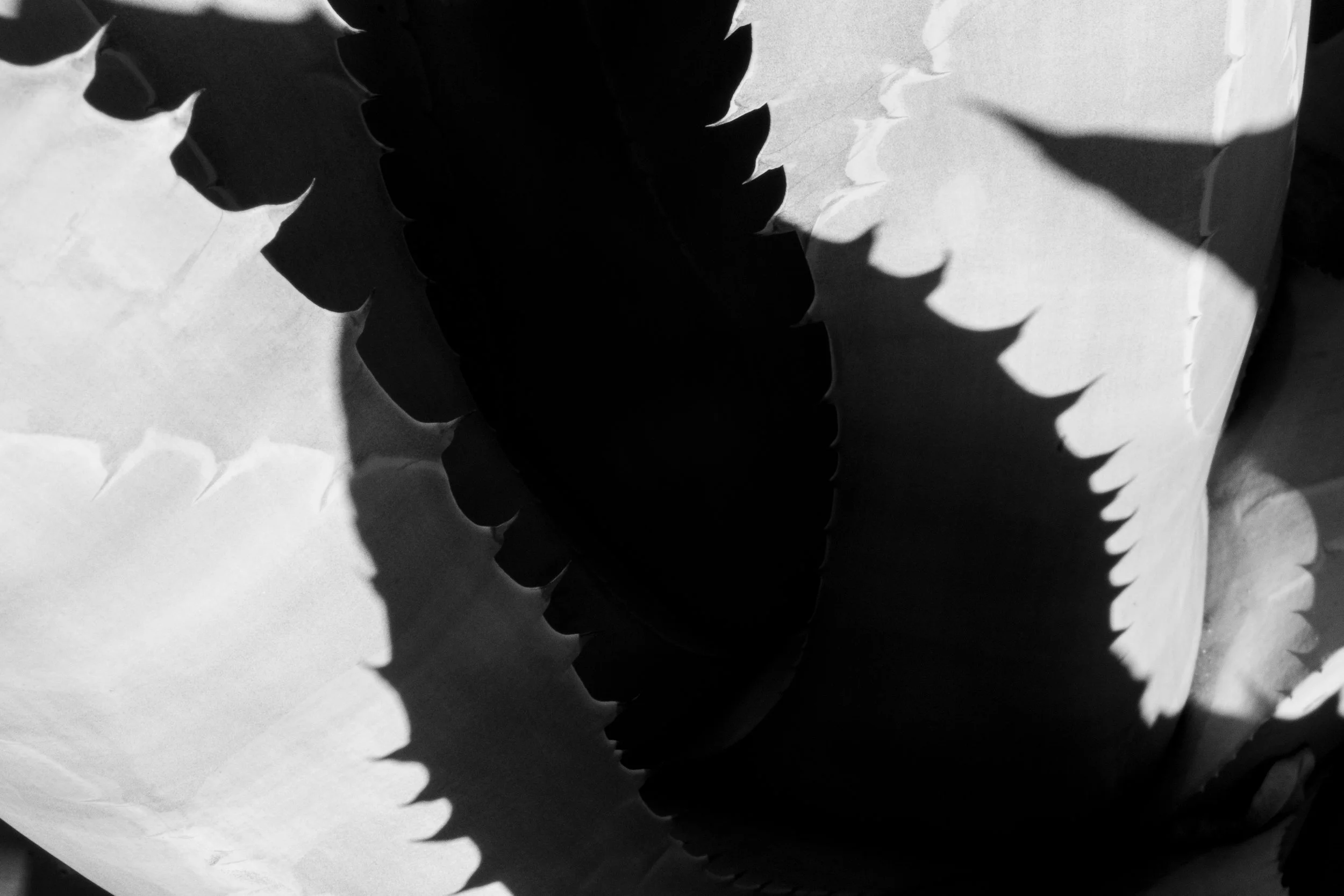 _DSC9996.jpg