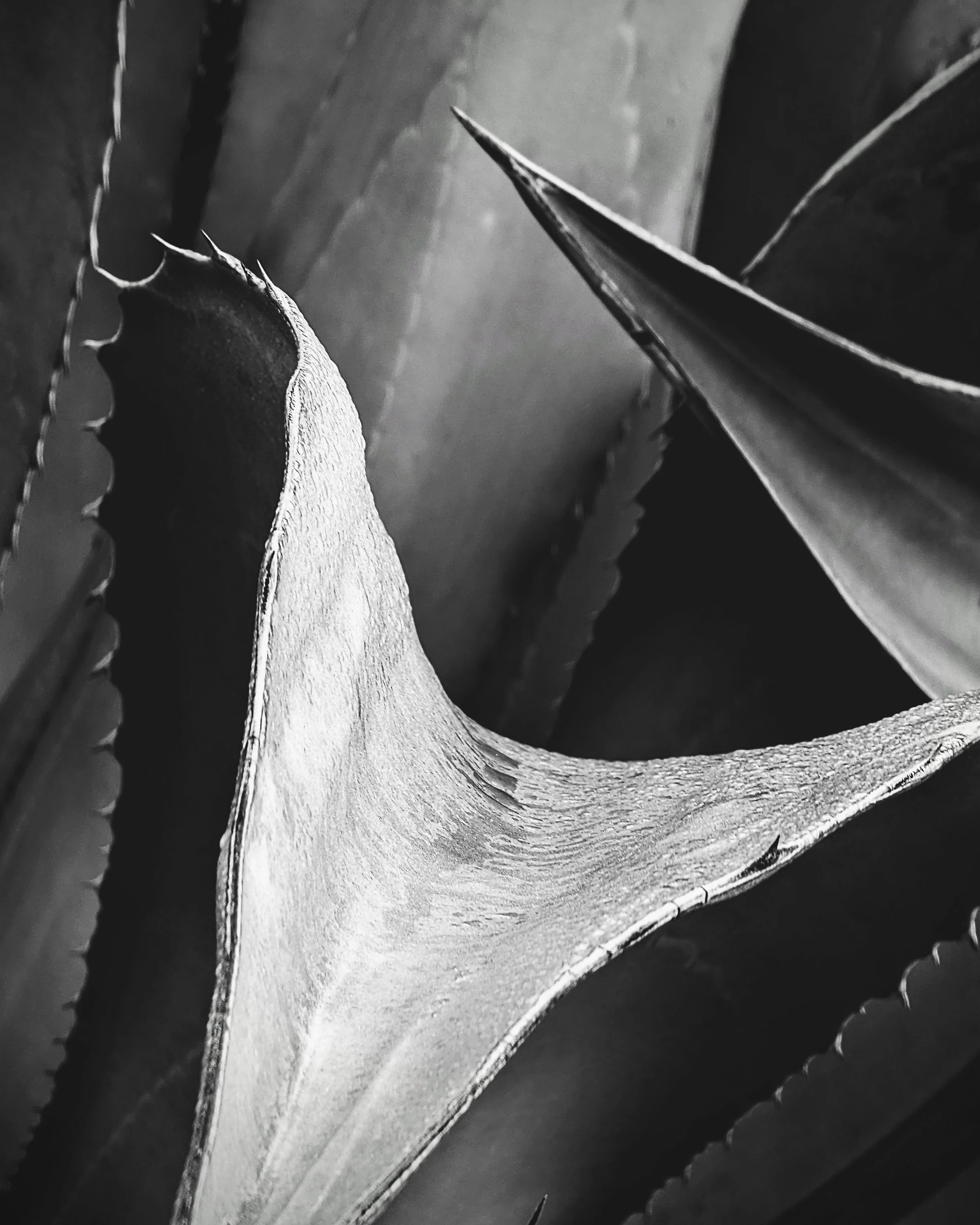 Gabriel Nunez - Agave curves - 2.jpg