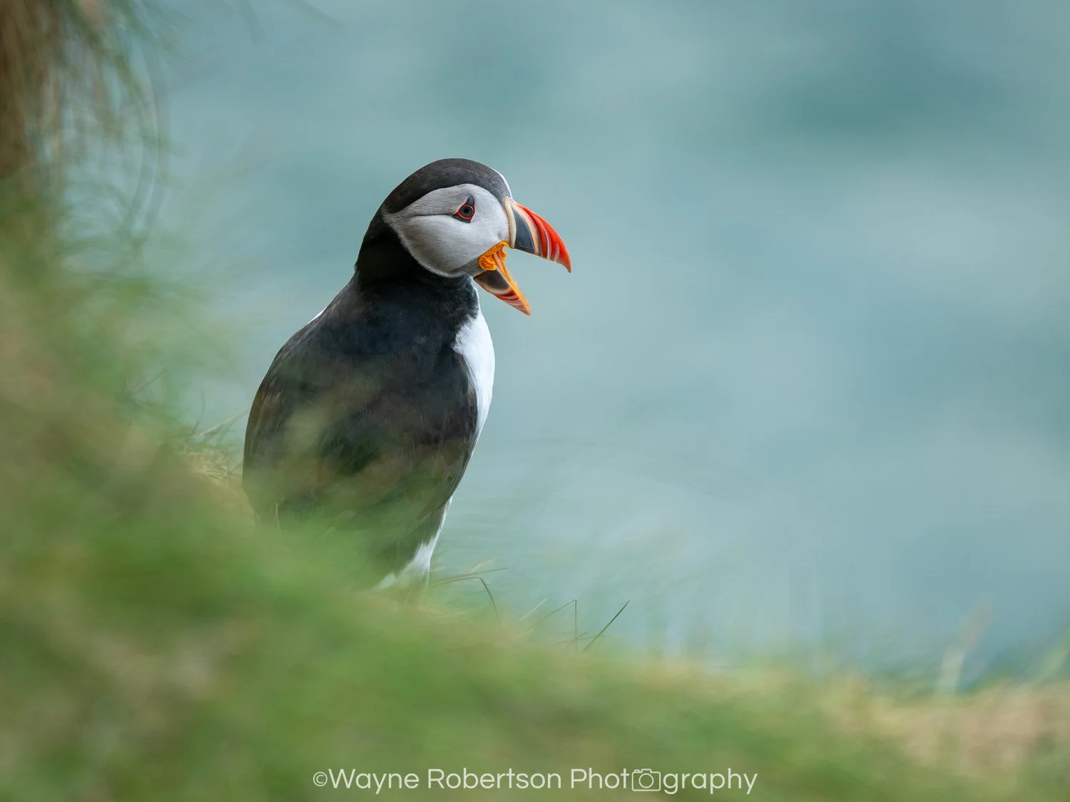 Puffin 3.jpg