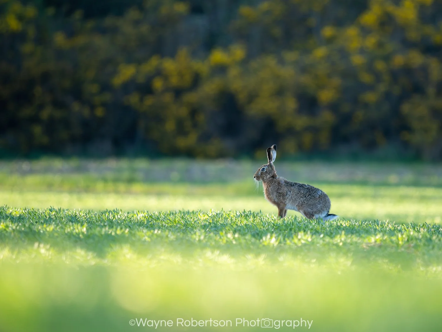 Brown Hare 1.jpg
