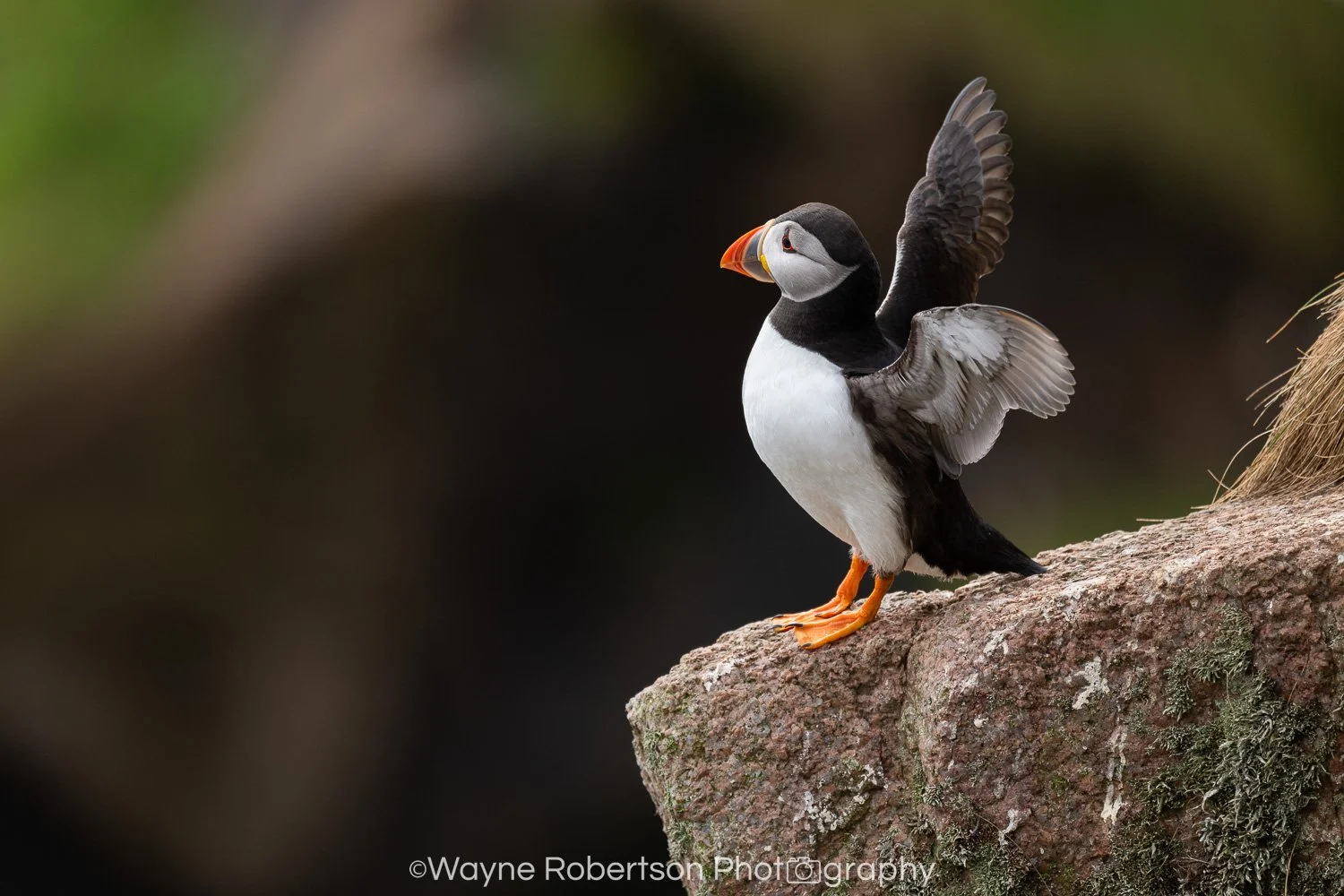 Puffin Stretches.jpg