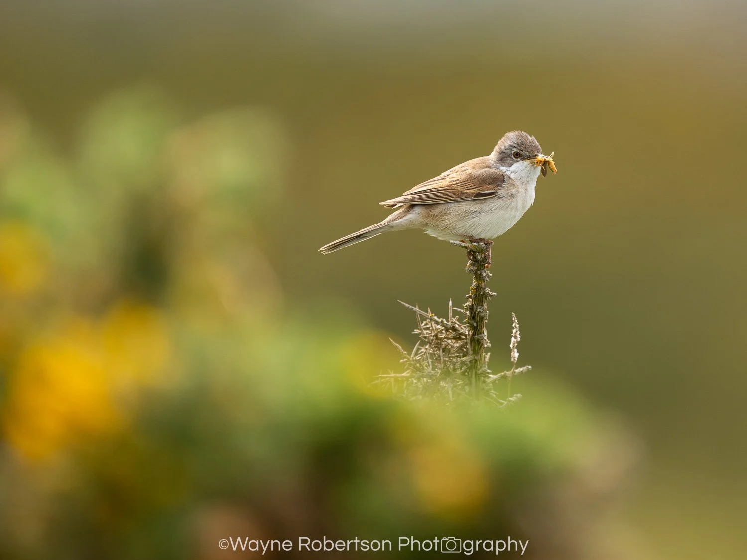 Whitethroat.jpg