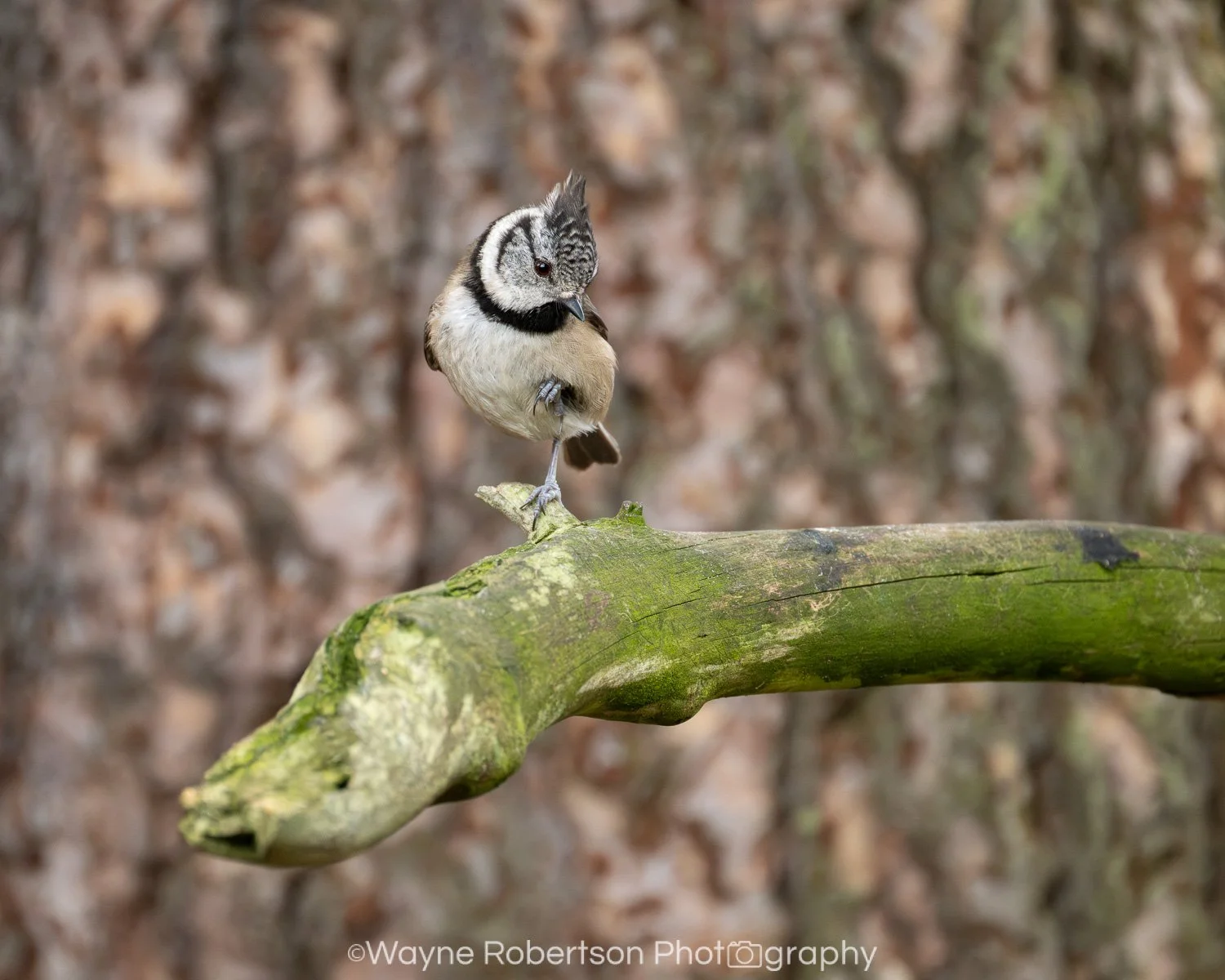 Crested Tit 2.jpg