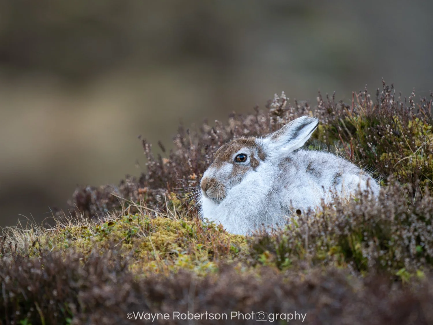 Mountain Hare.jpg