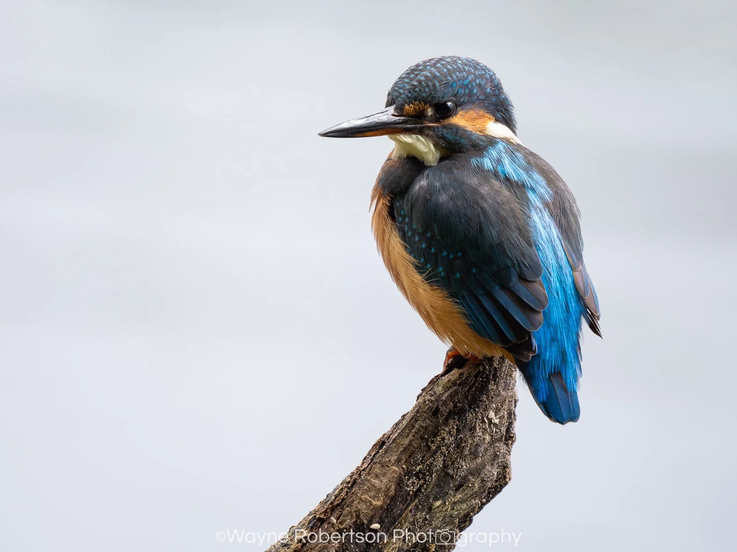 Kingfisher 1.jpg