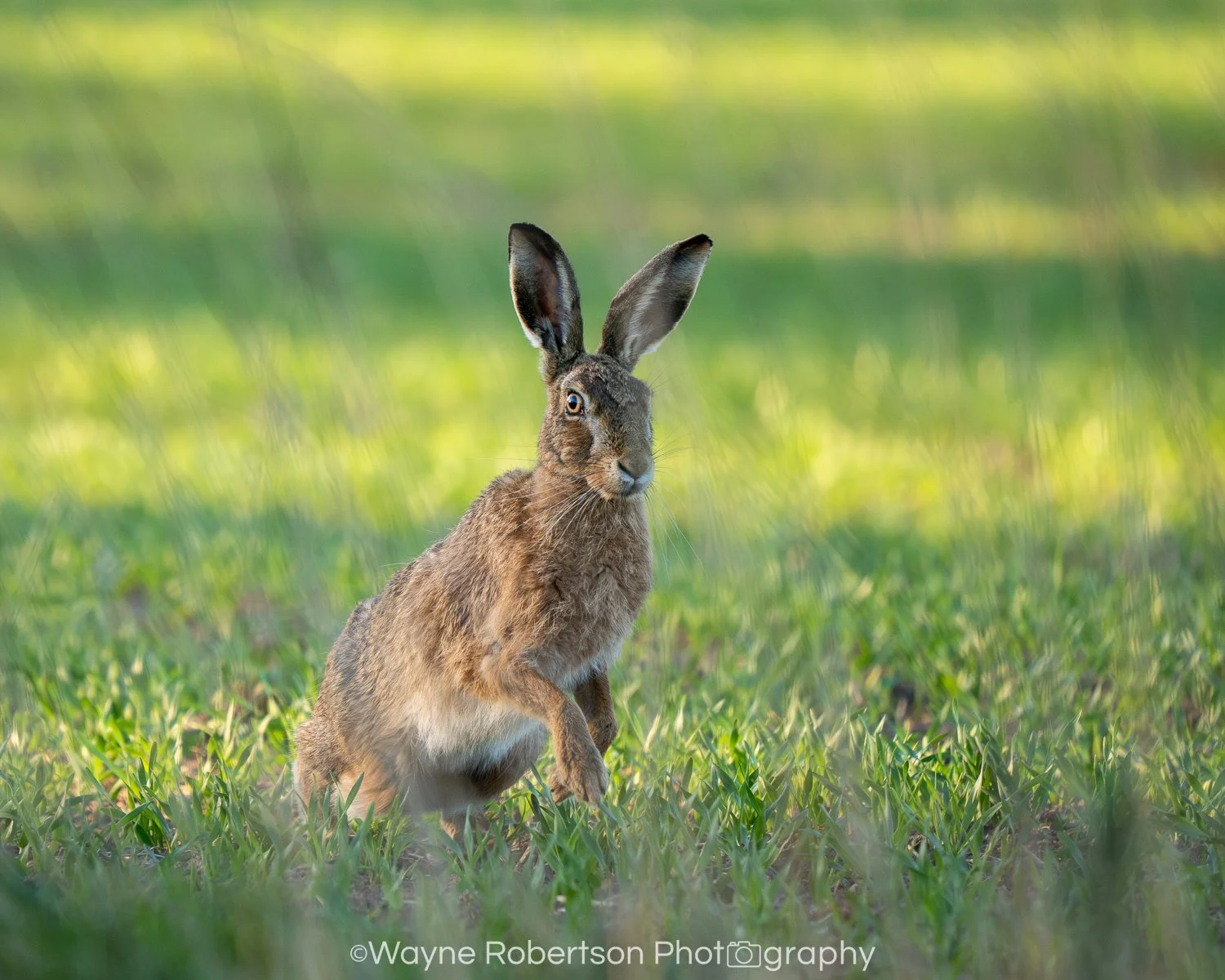 Brown Hare 2.jpg