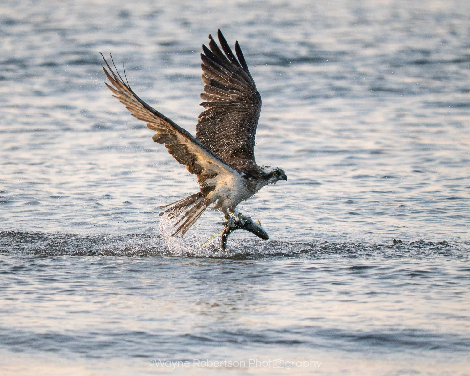 Osprey 1.jpg