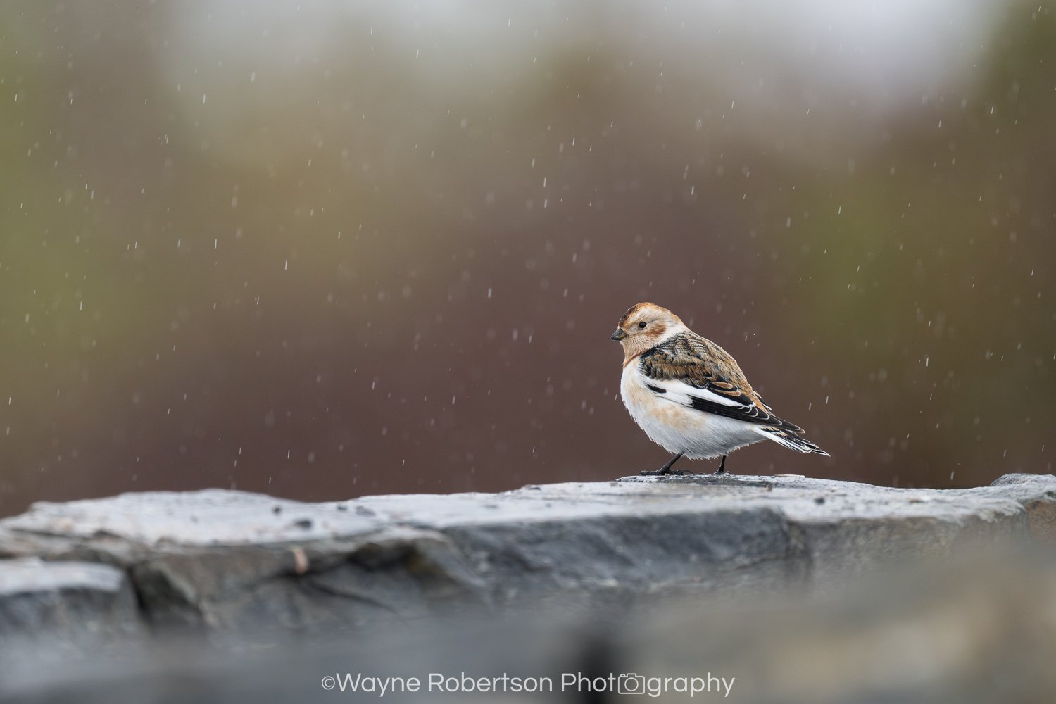 Snow Bunting 1.jpg