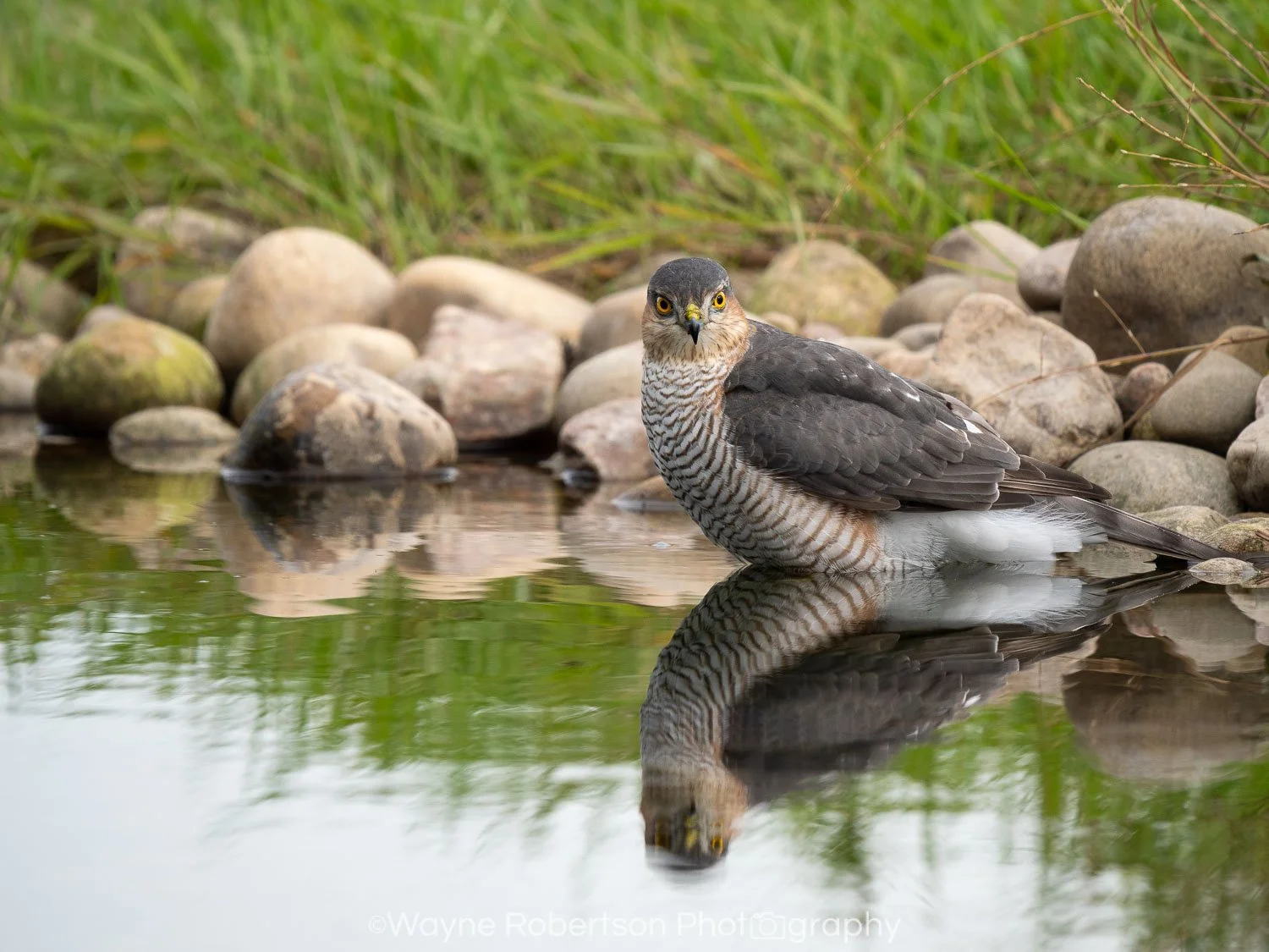 Sparrowhawk 1.jpg