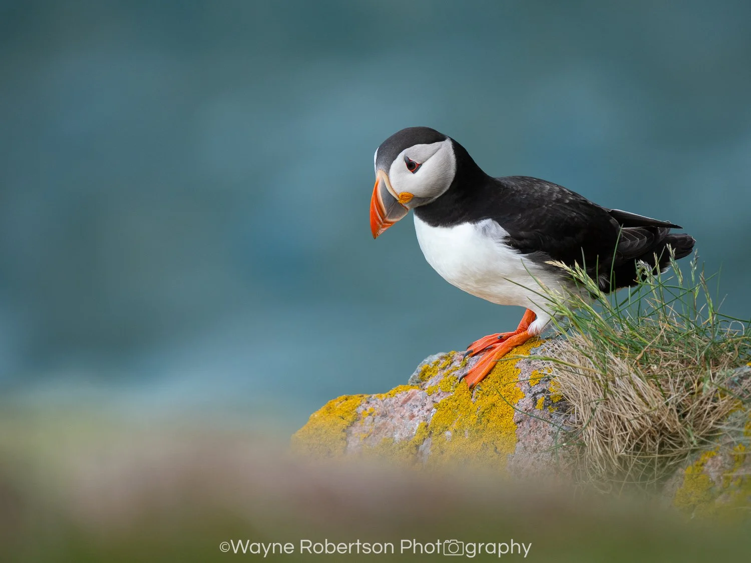 Puffin 1.jpg