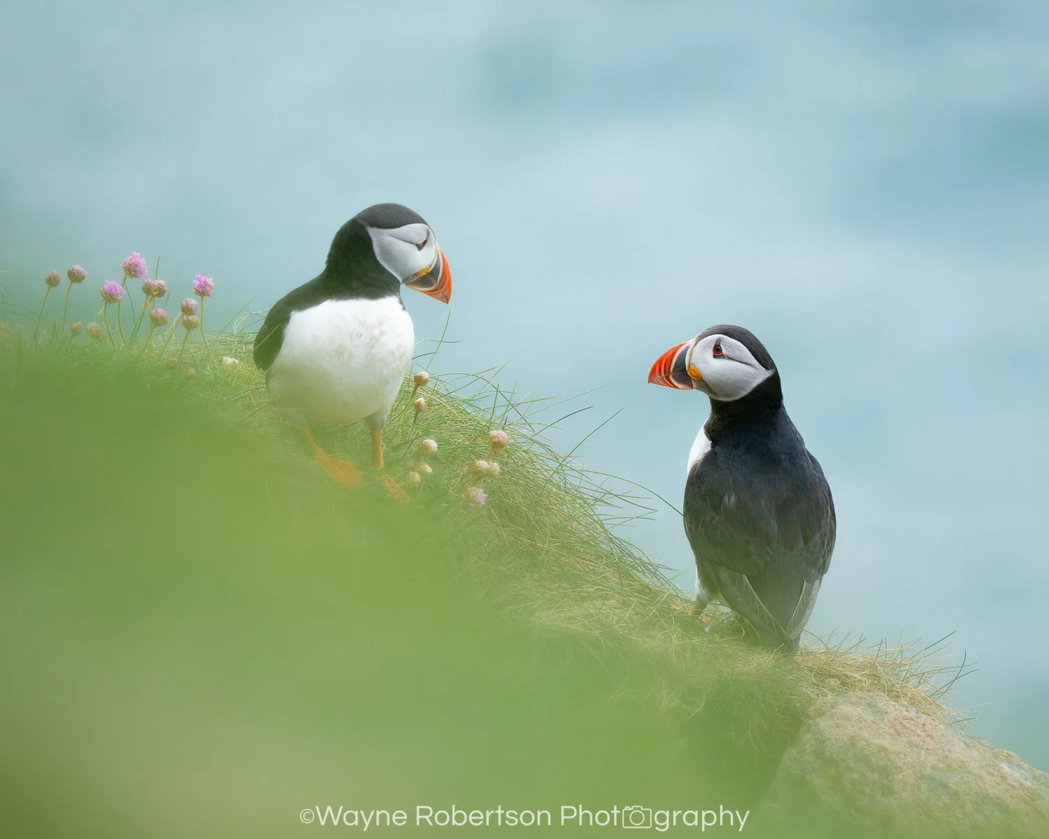 Puffin 4.jpg