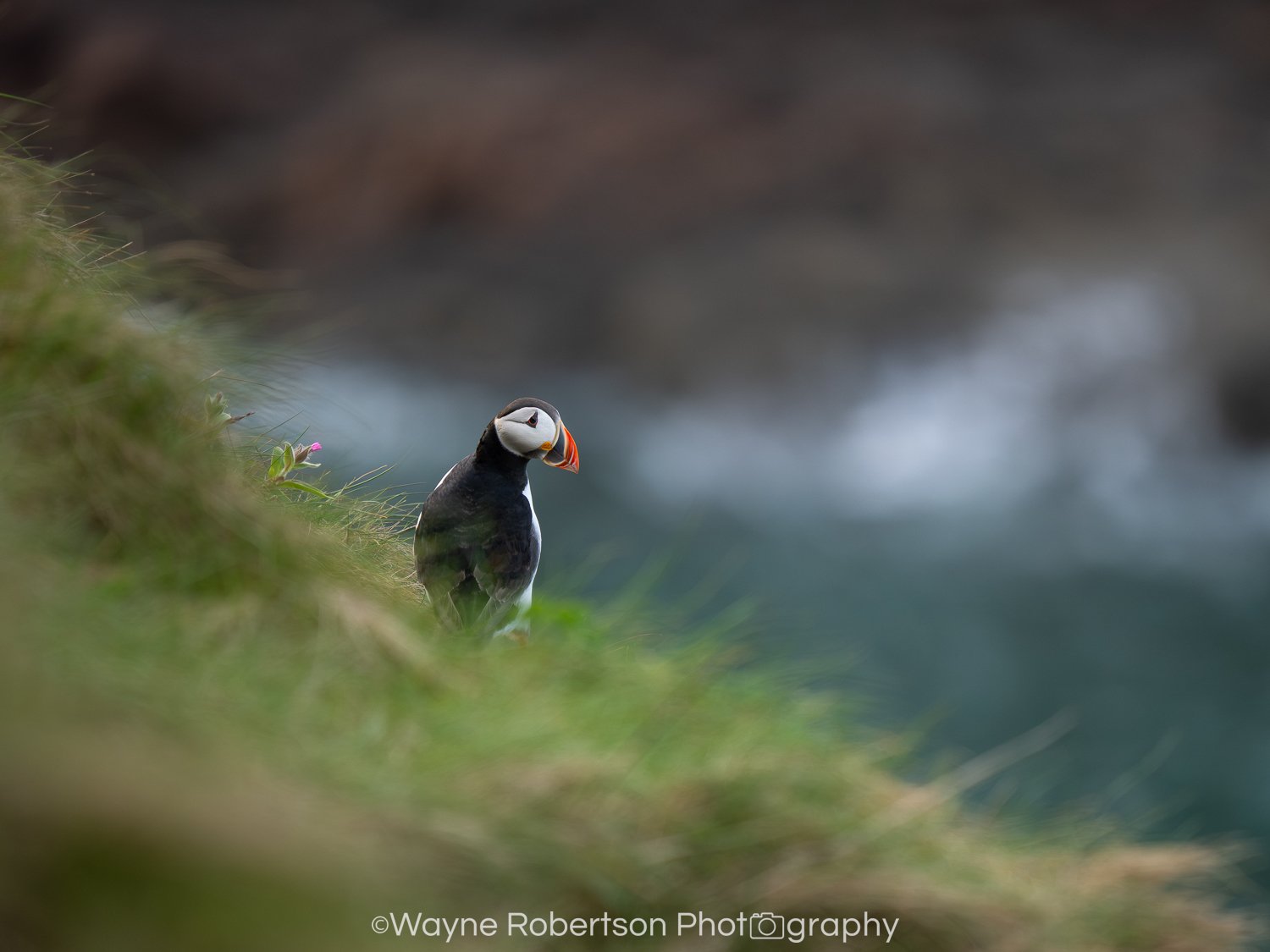 Puffin 2.jpg