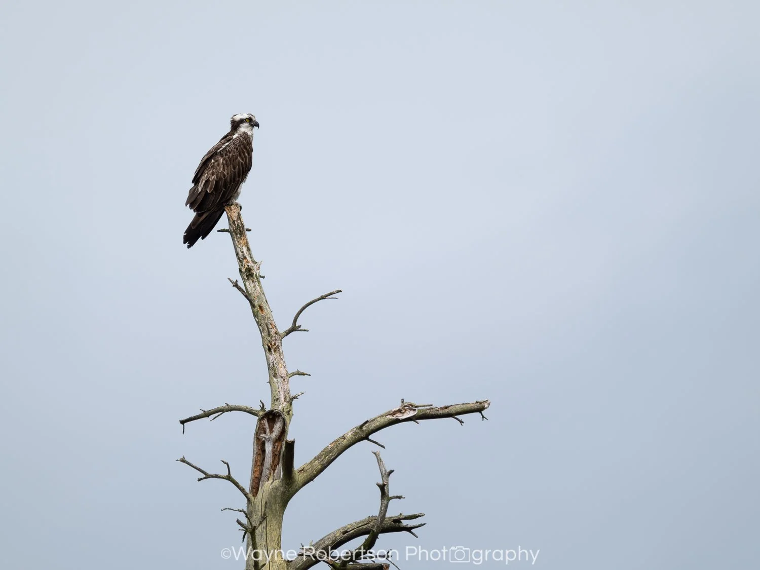 Osprey 2.jpg
