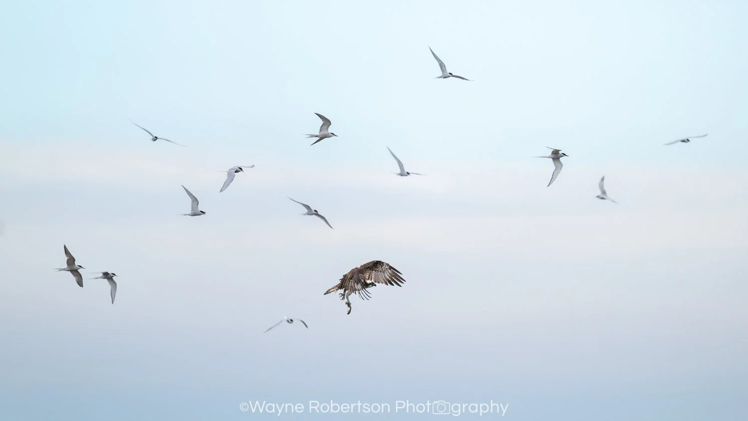 Osprey Pursuit 1.jpg