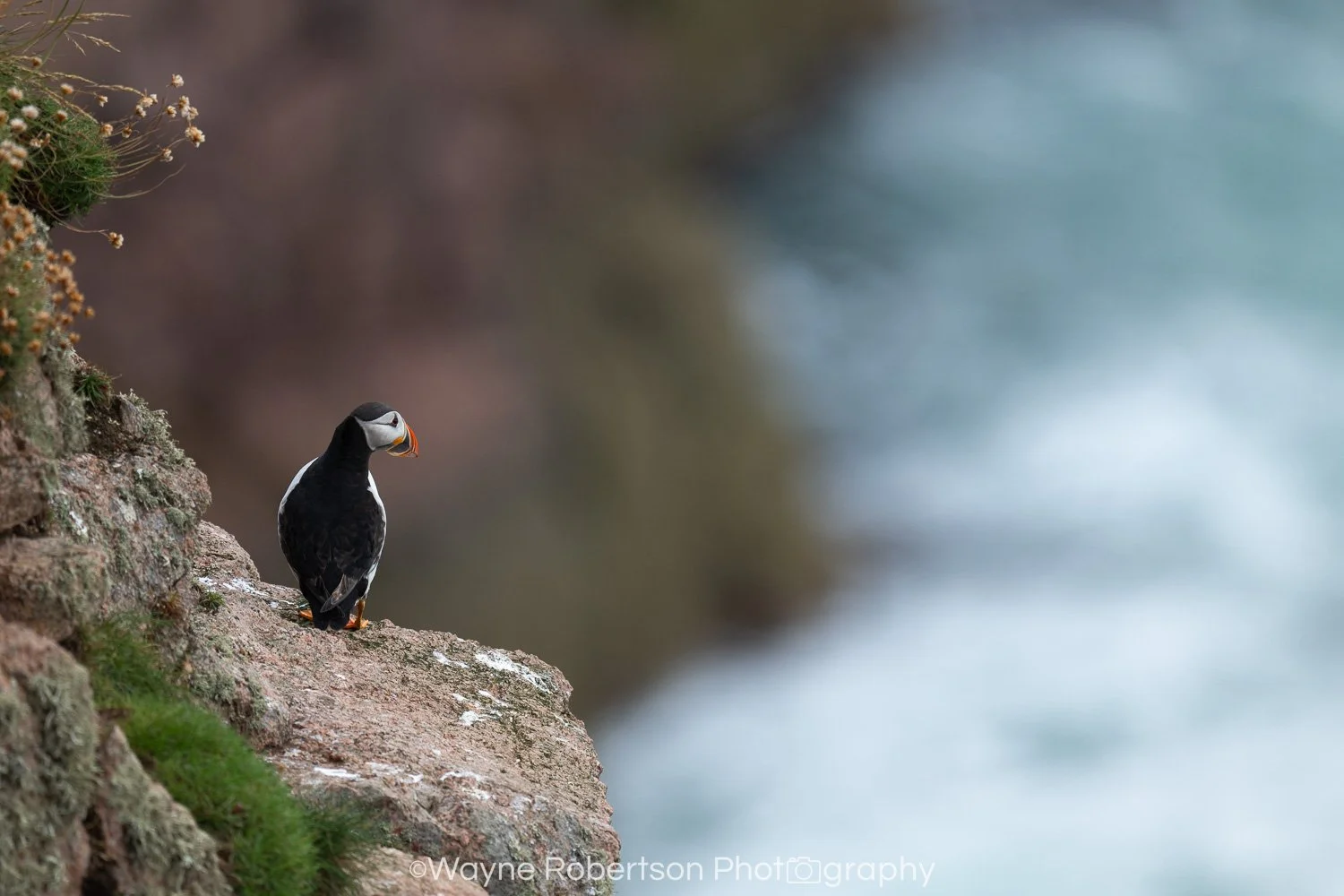 Puffin Waits.jpg