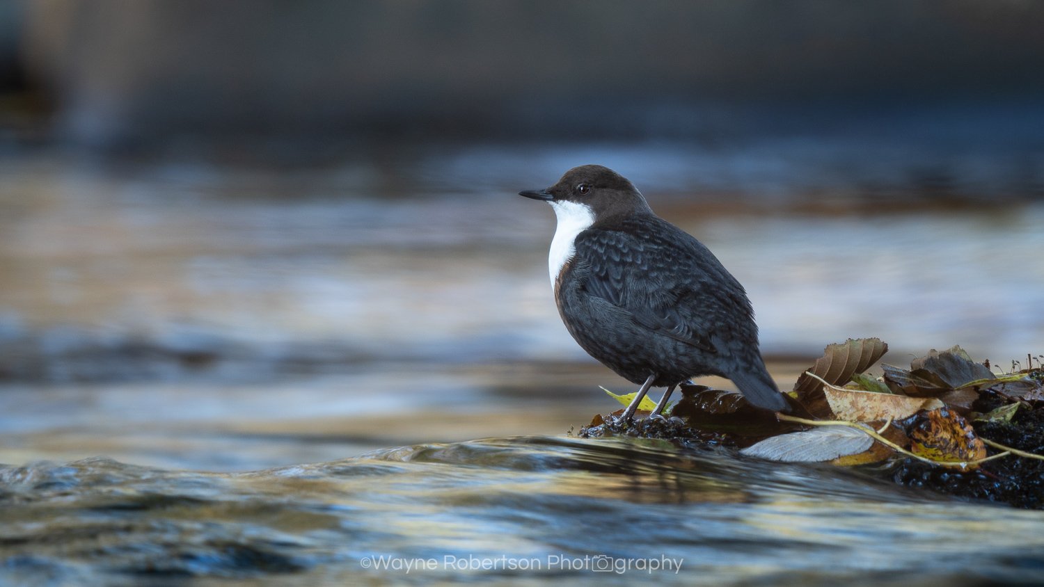 Dipper 2.jpg