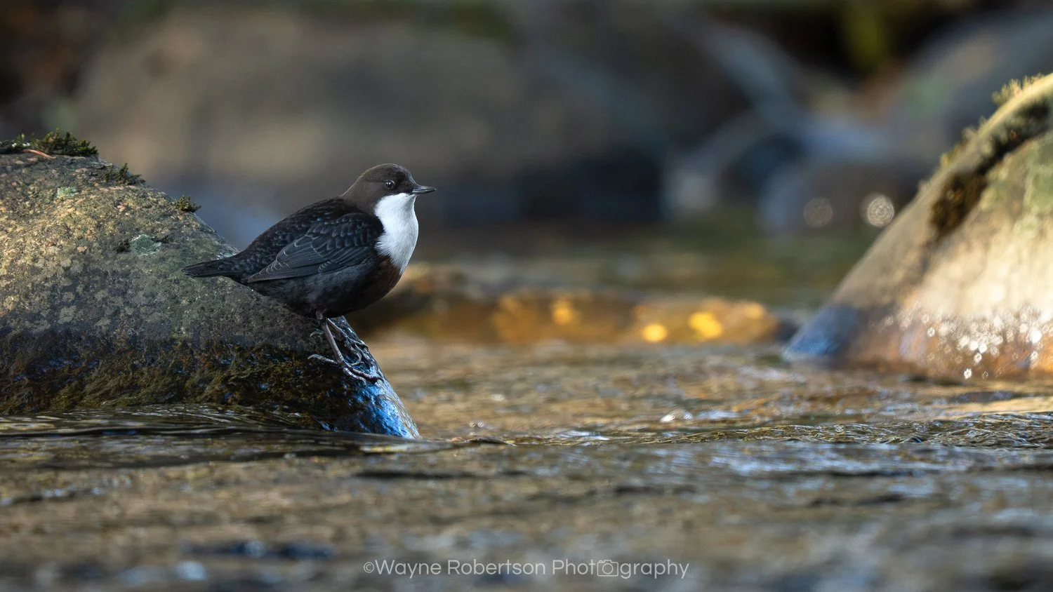 Dipper 1.jpg