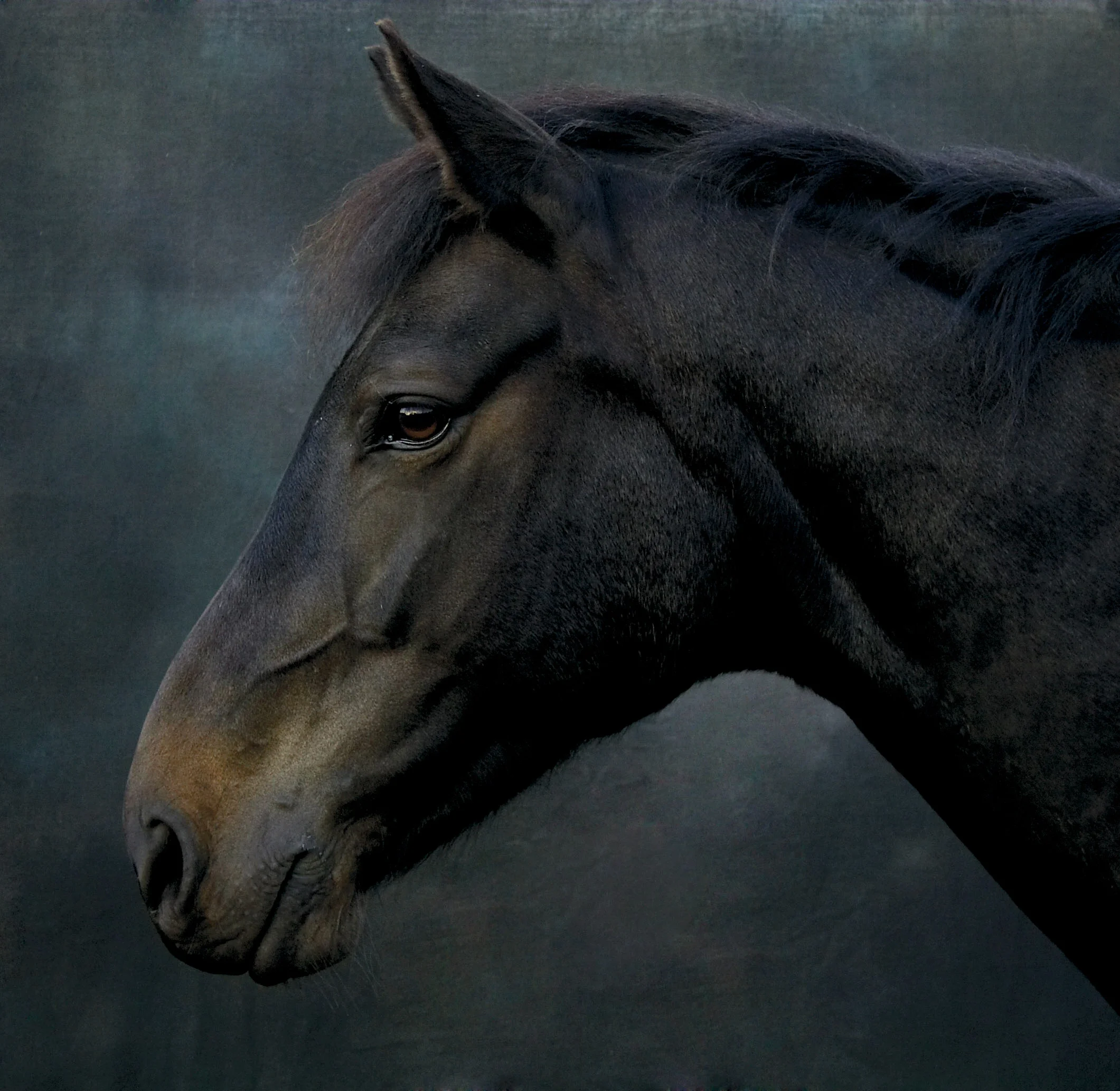 60-horse.jpg