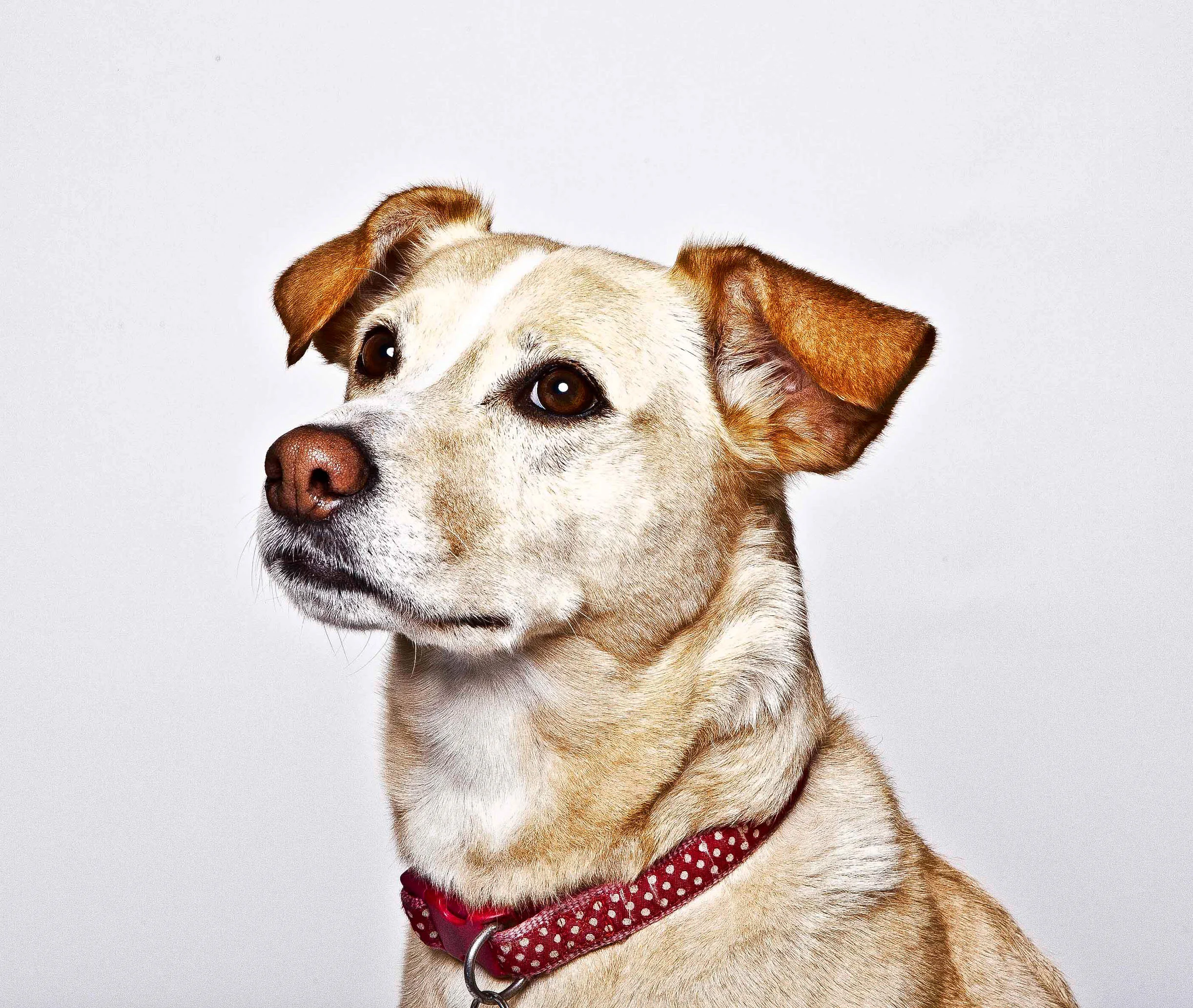 106-dog.jpg