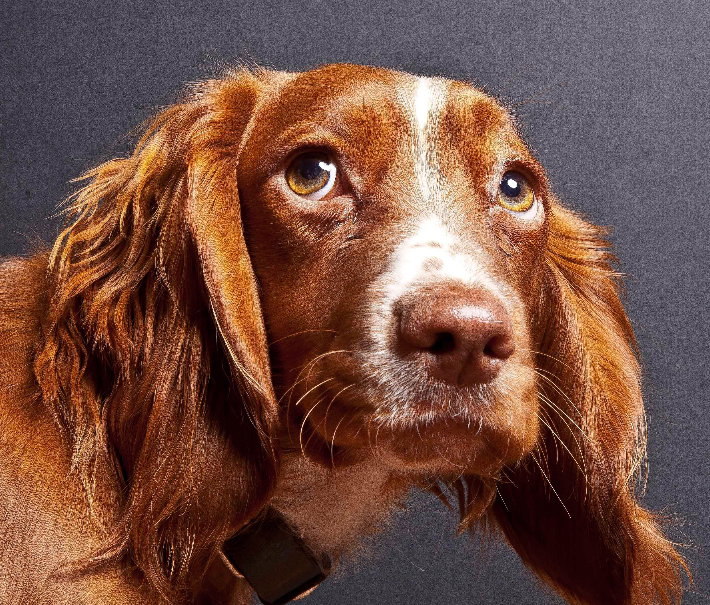 PawtraitureIMG_0216.jpg
