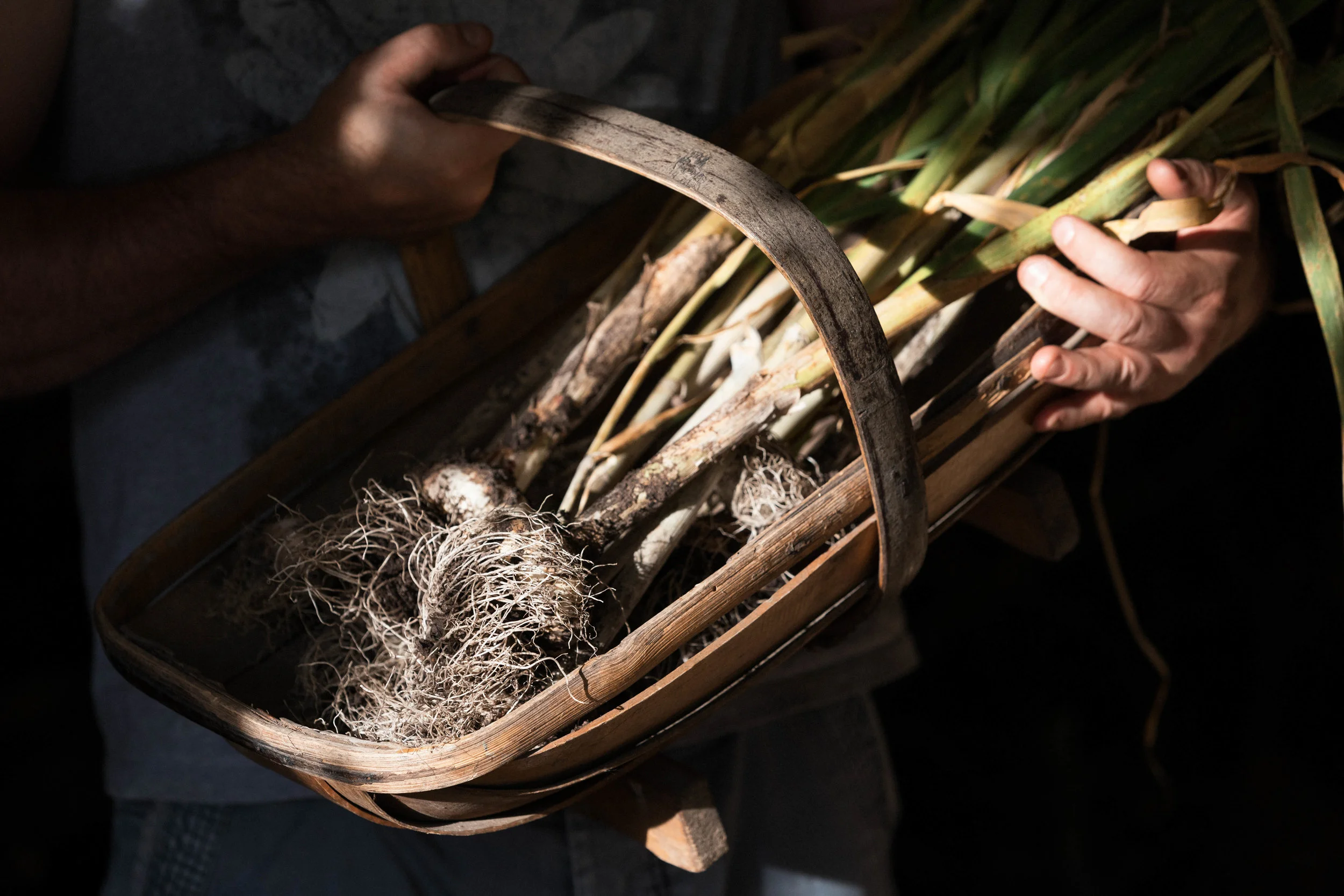 Westland jpgs WebsiteWESTLAND 0U9A0485-EXPOSURE.JPG