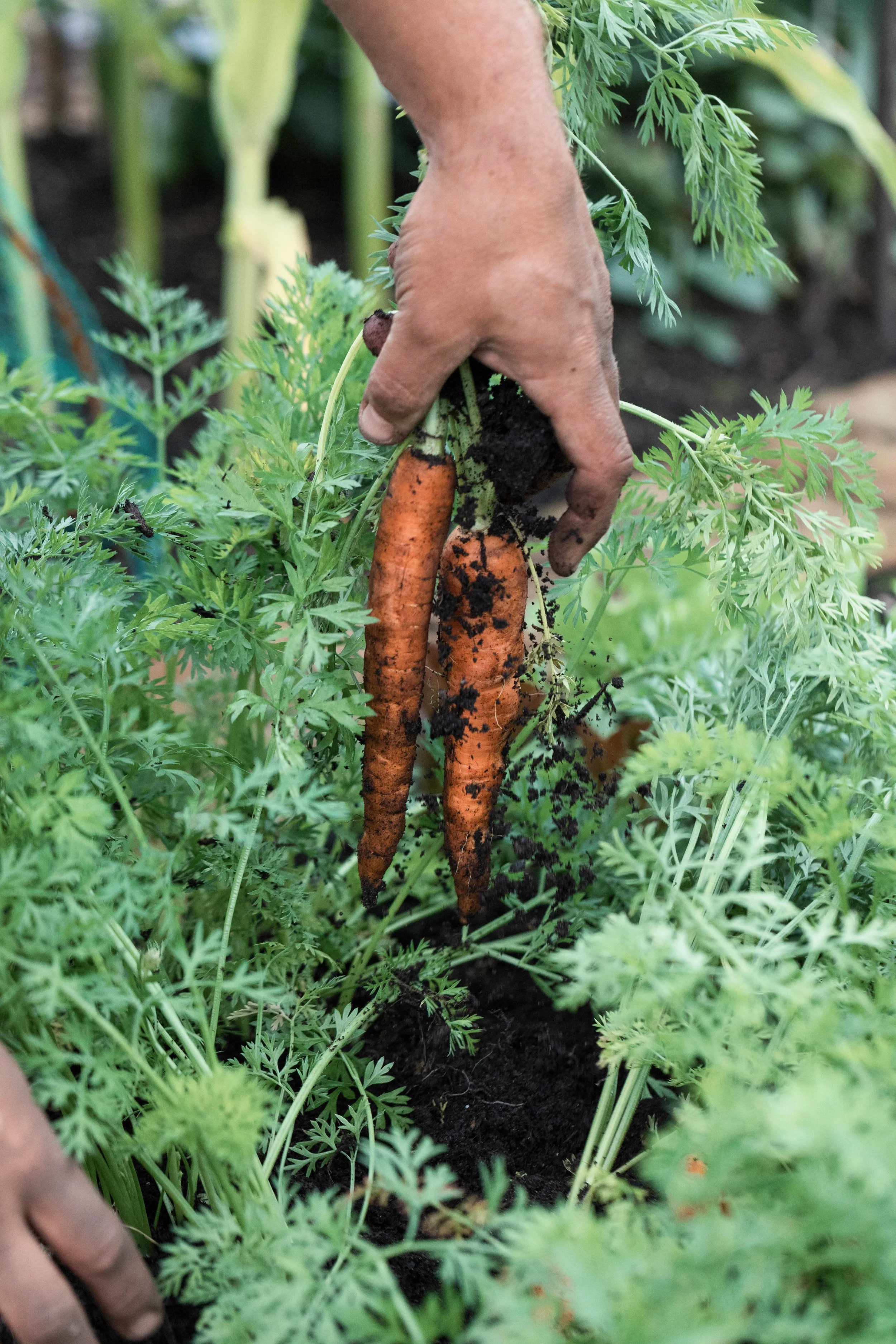 Westland jpgs WebsiteWESTLAND 159A2869-EXPOSURE.JPG