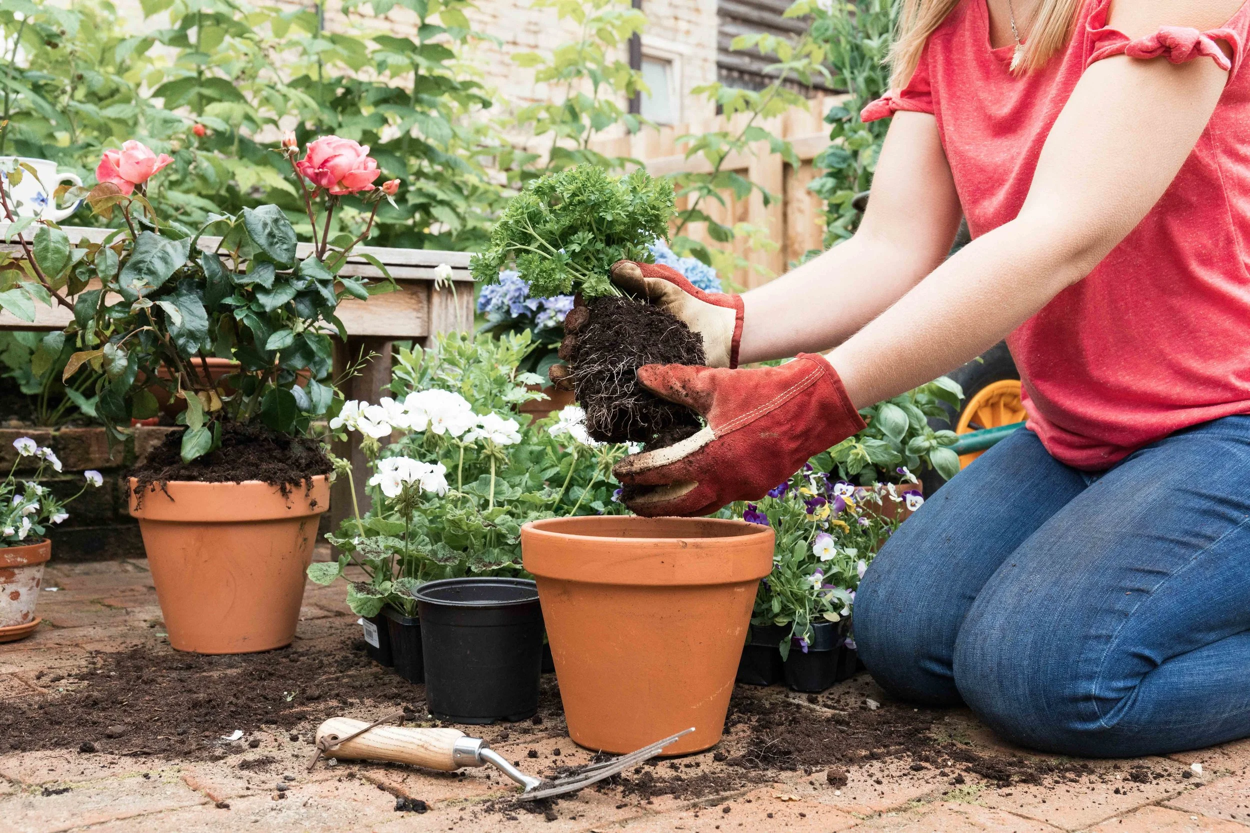 Westland jpgs WebsiteWESTLAND 159A3075-EXPOSURE.JPG