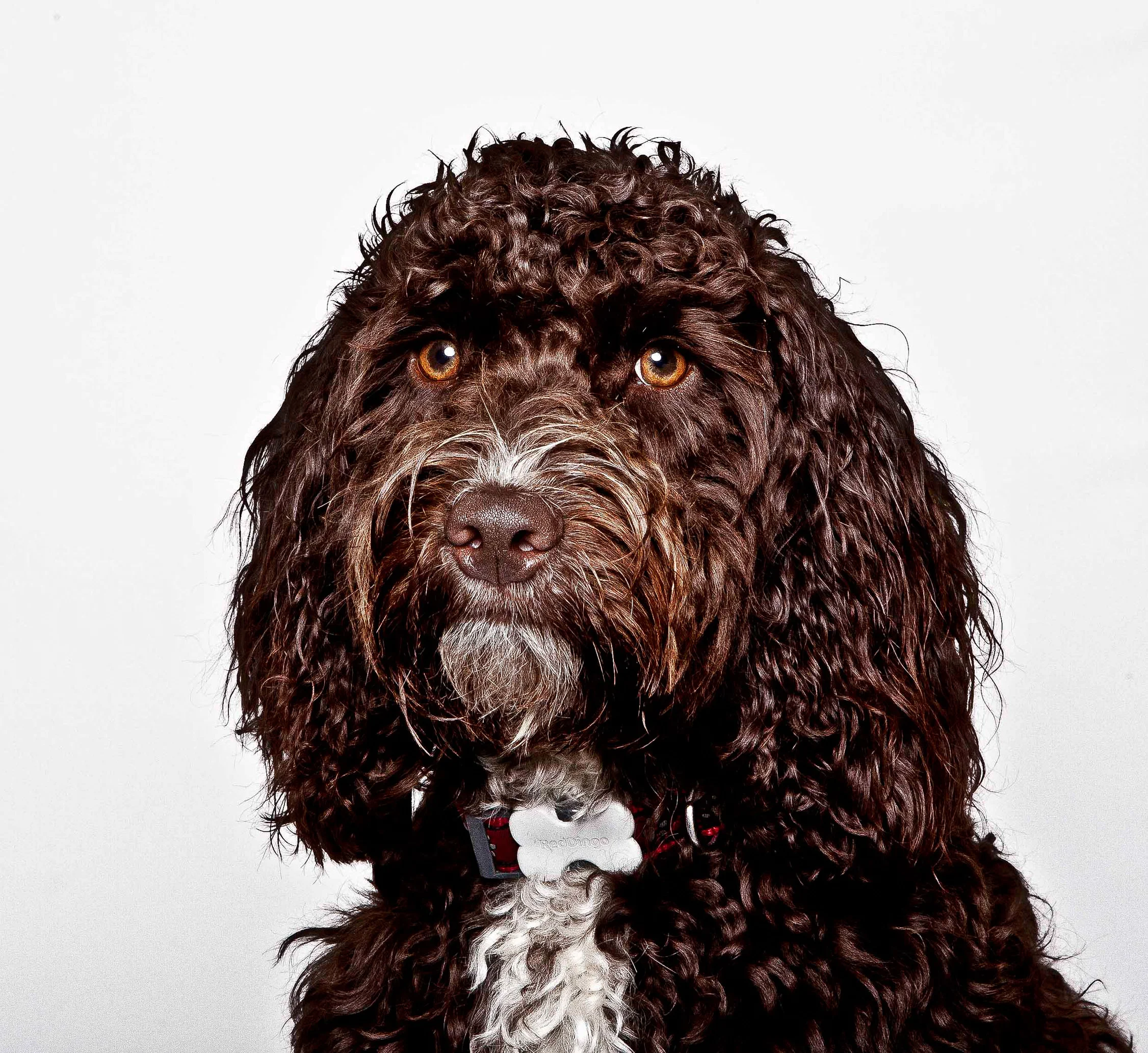 101-dog.jpg