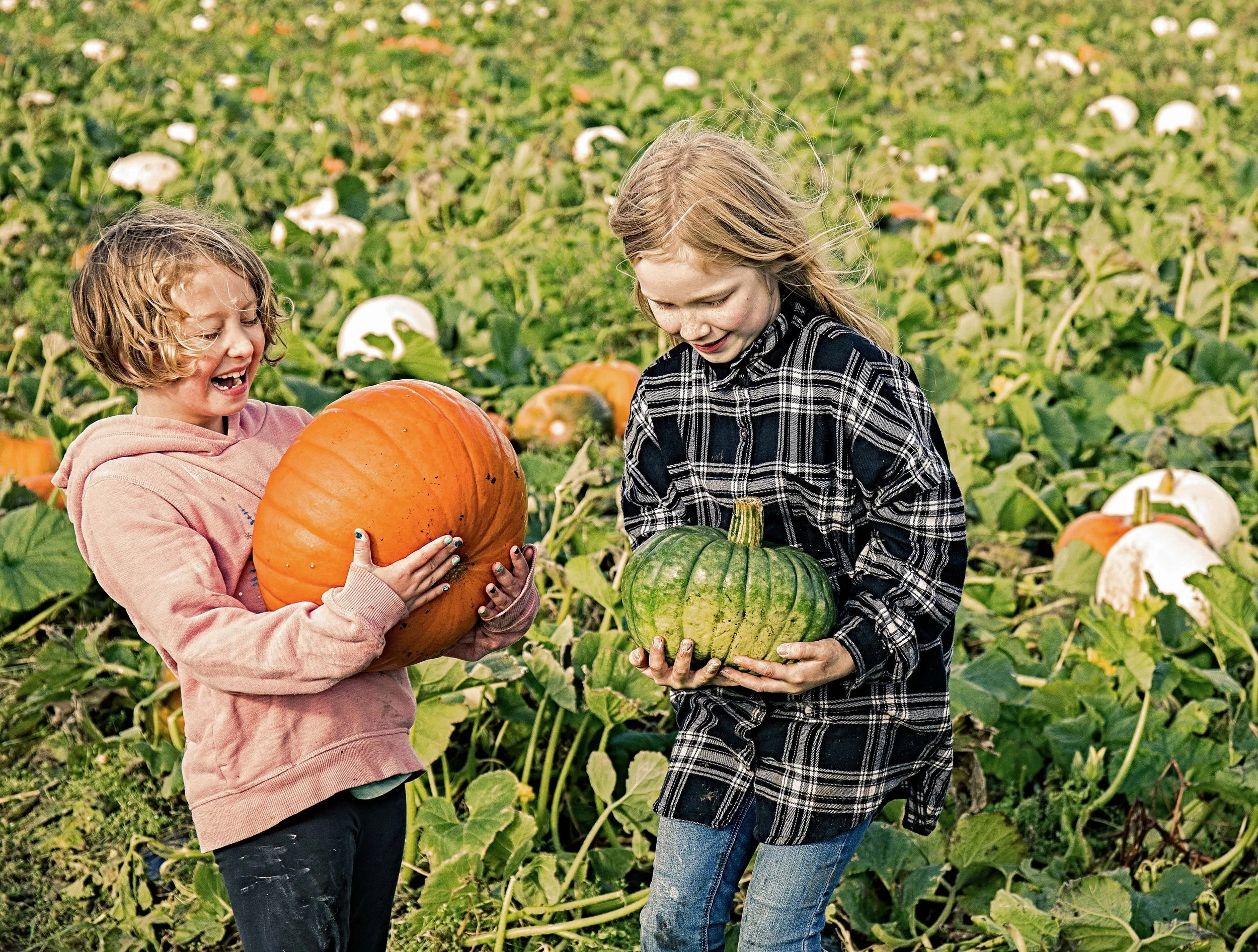 H. Arnprior Farm Families in Fields 0U9A1778Sat -1 Overall Intensity 100 .JPG