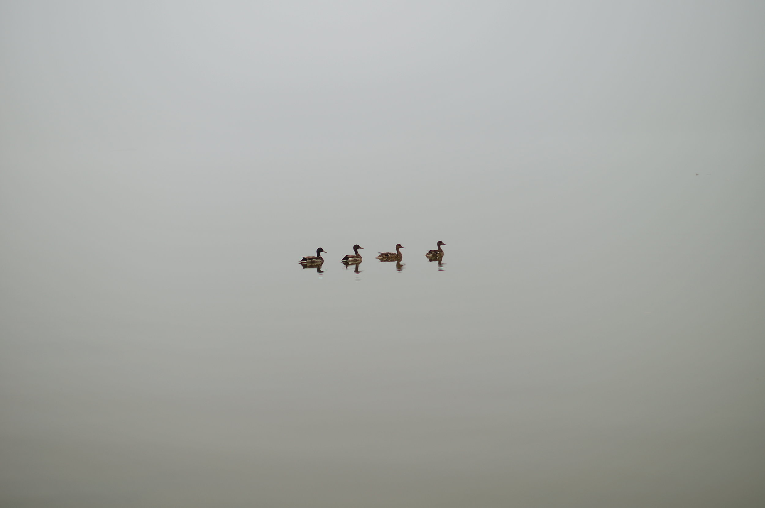 Ducksinarow2 2.JPG