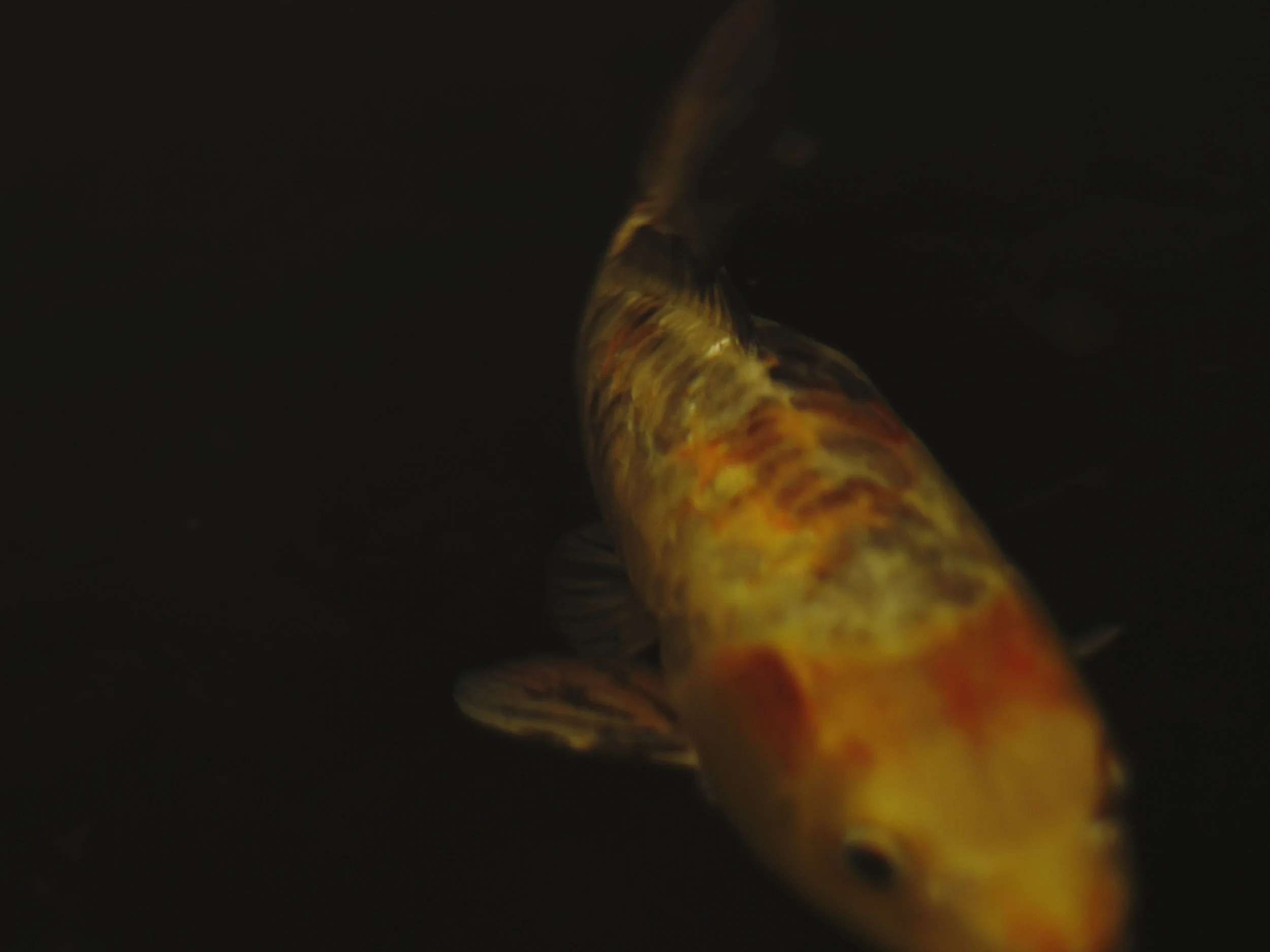 DSC041839x12.jpg