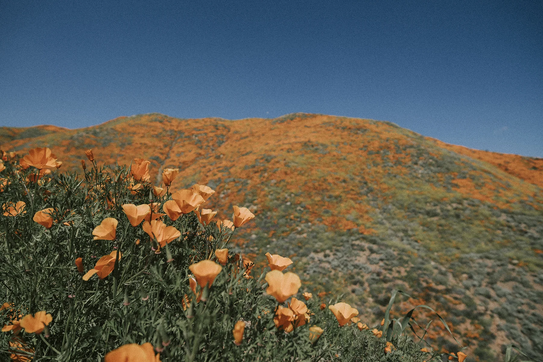 walker Canyon California Poppies