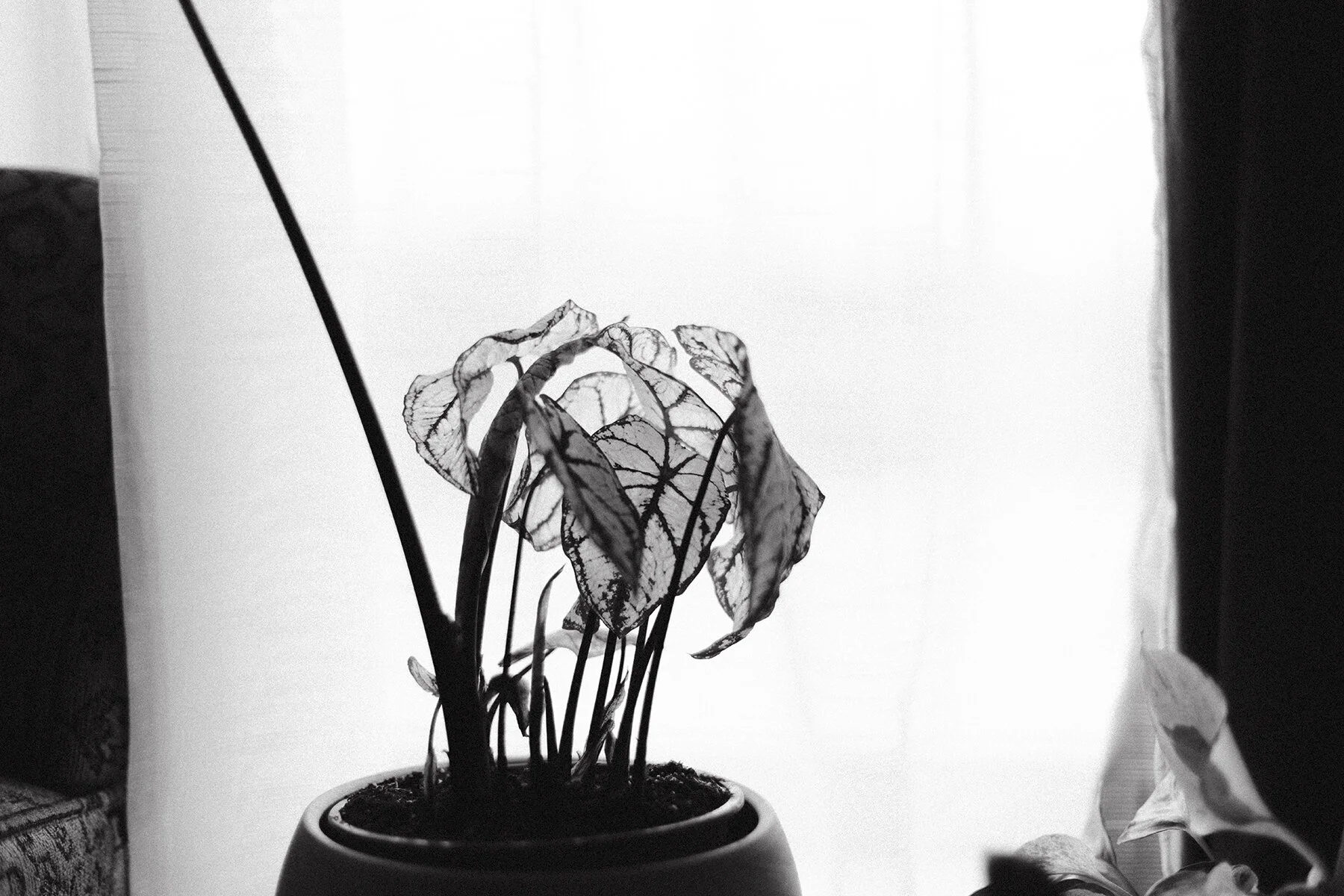 Black and White Plants 