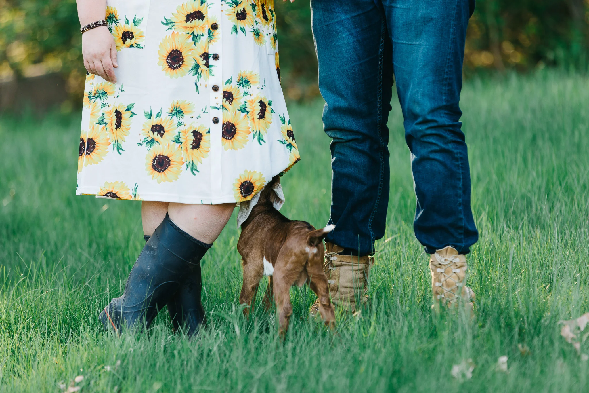 Baby goat nibbling on the dress during an engagement session on a farm.