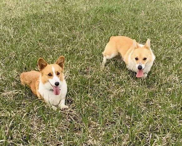 Southern Iowa Puppies