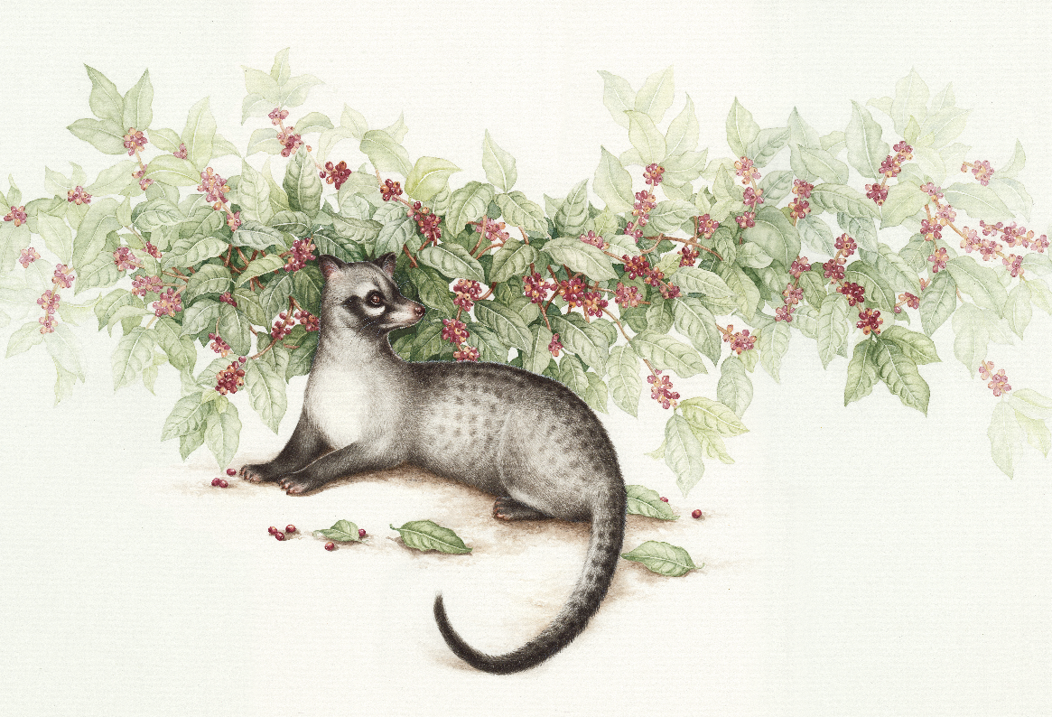 JAJ_Website_Excelso Luwak-04.png