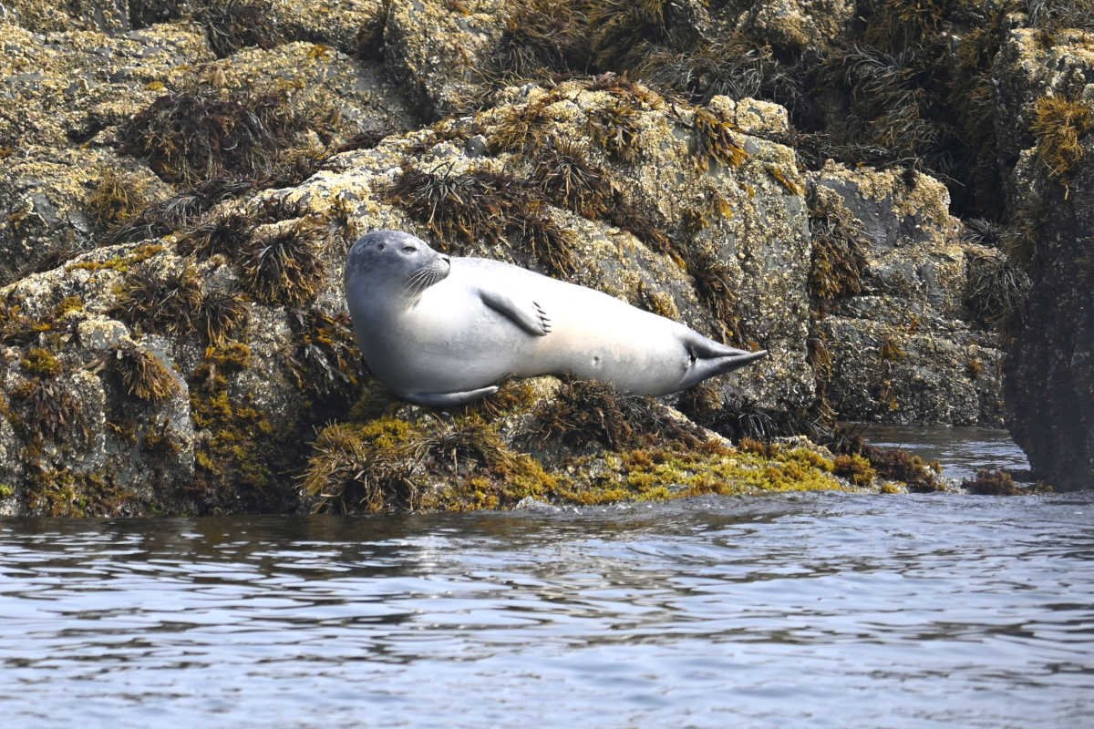 Harbor Seal.jpg