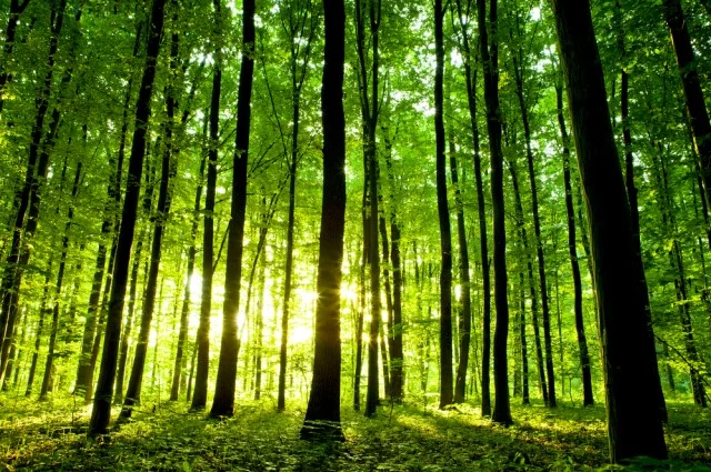trees-1.jpg