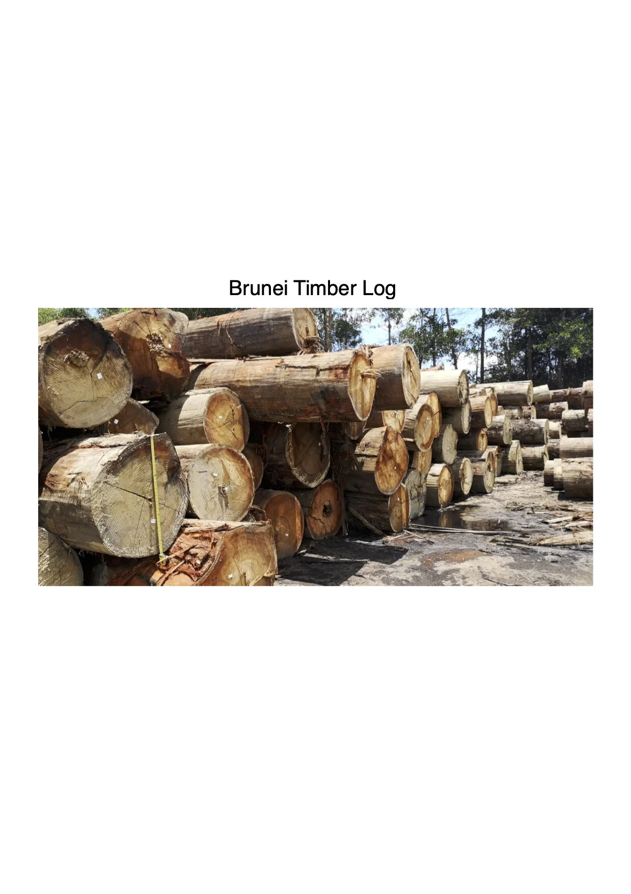 Brunei timber log .jpg