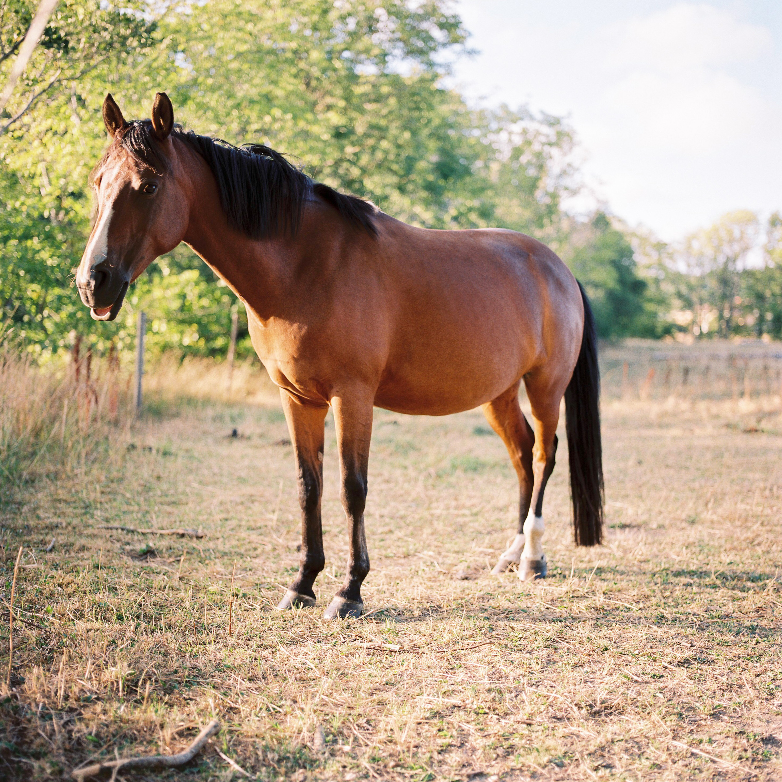 Niklas Andersson - 18_Summer_Mixed Portra400-7.jpg