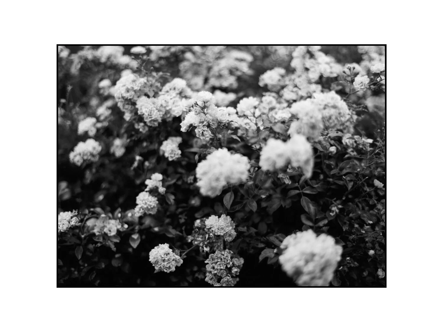 blommor_bw.jpg