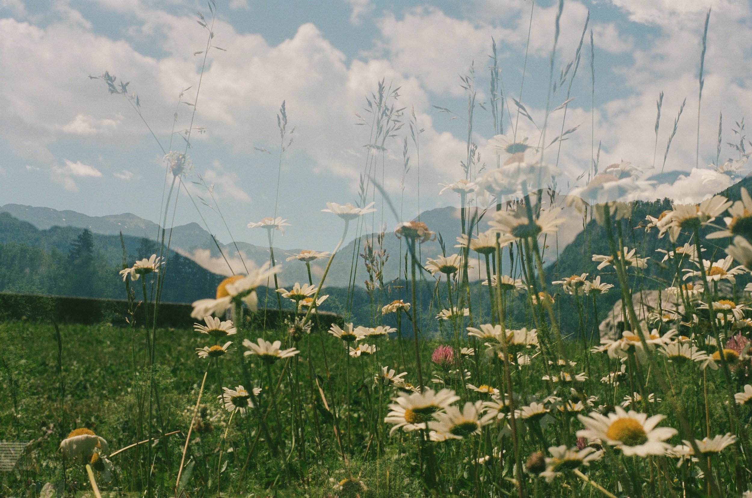 flores de slovenia